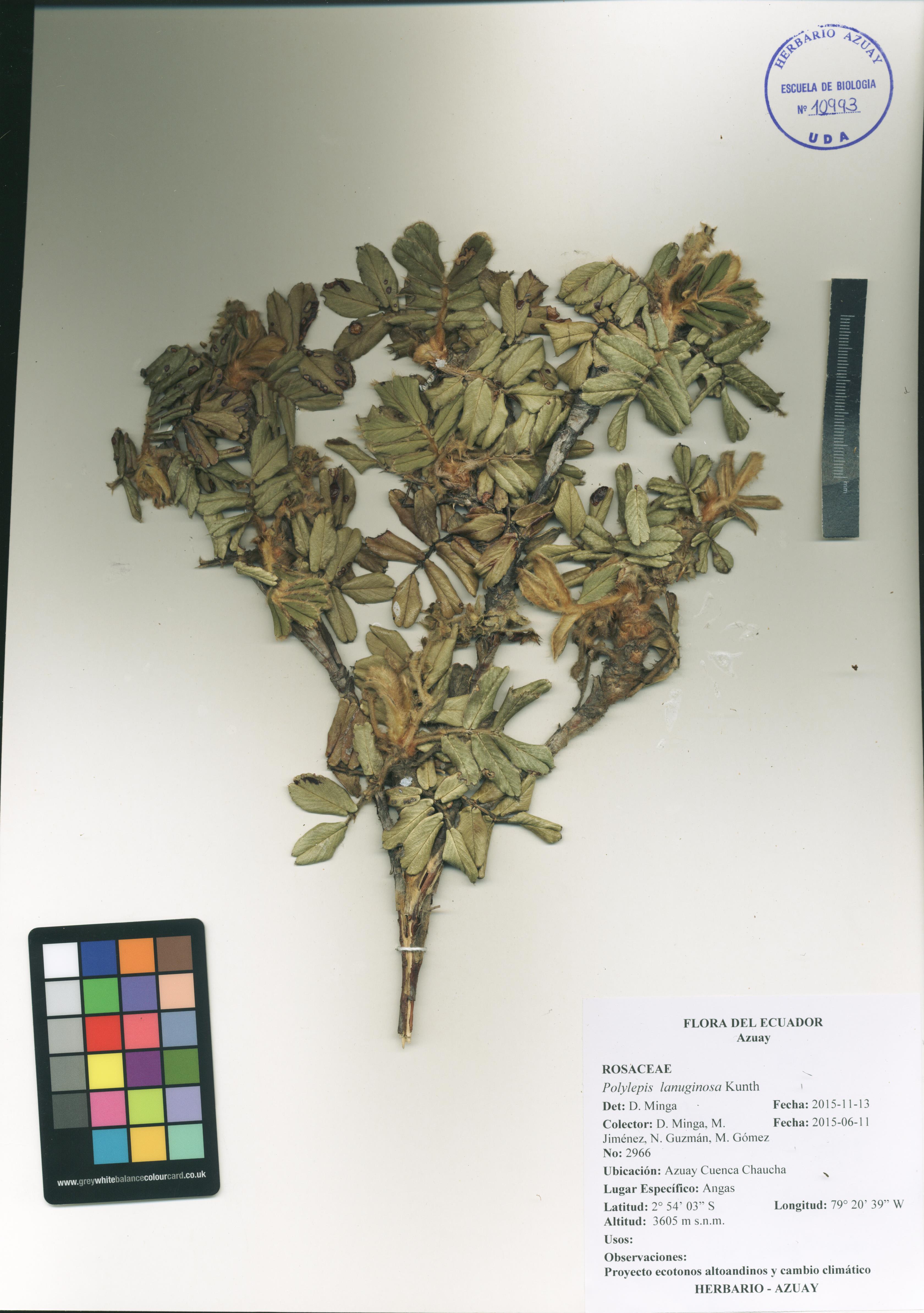 Polylepis lanuginosa Kunth