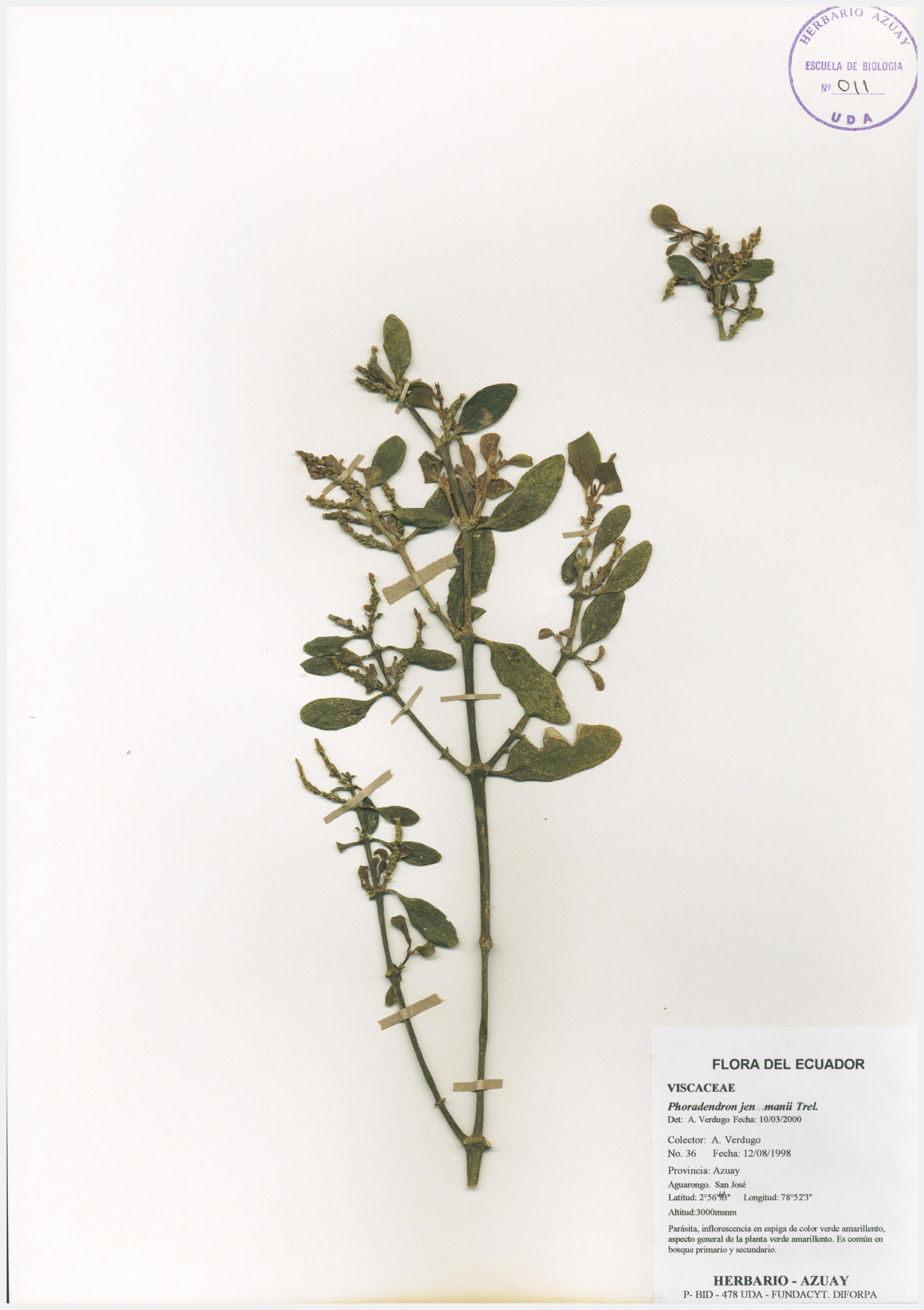 Phoradendron jenmanii Trel.