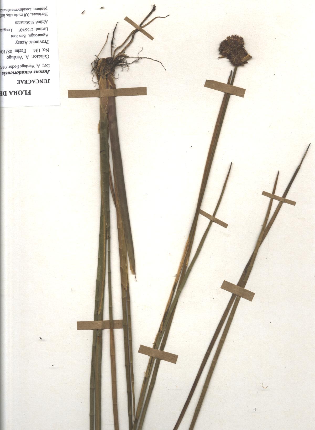 Juncus ecuadoriensis Balslev
