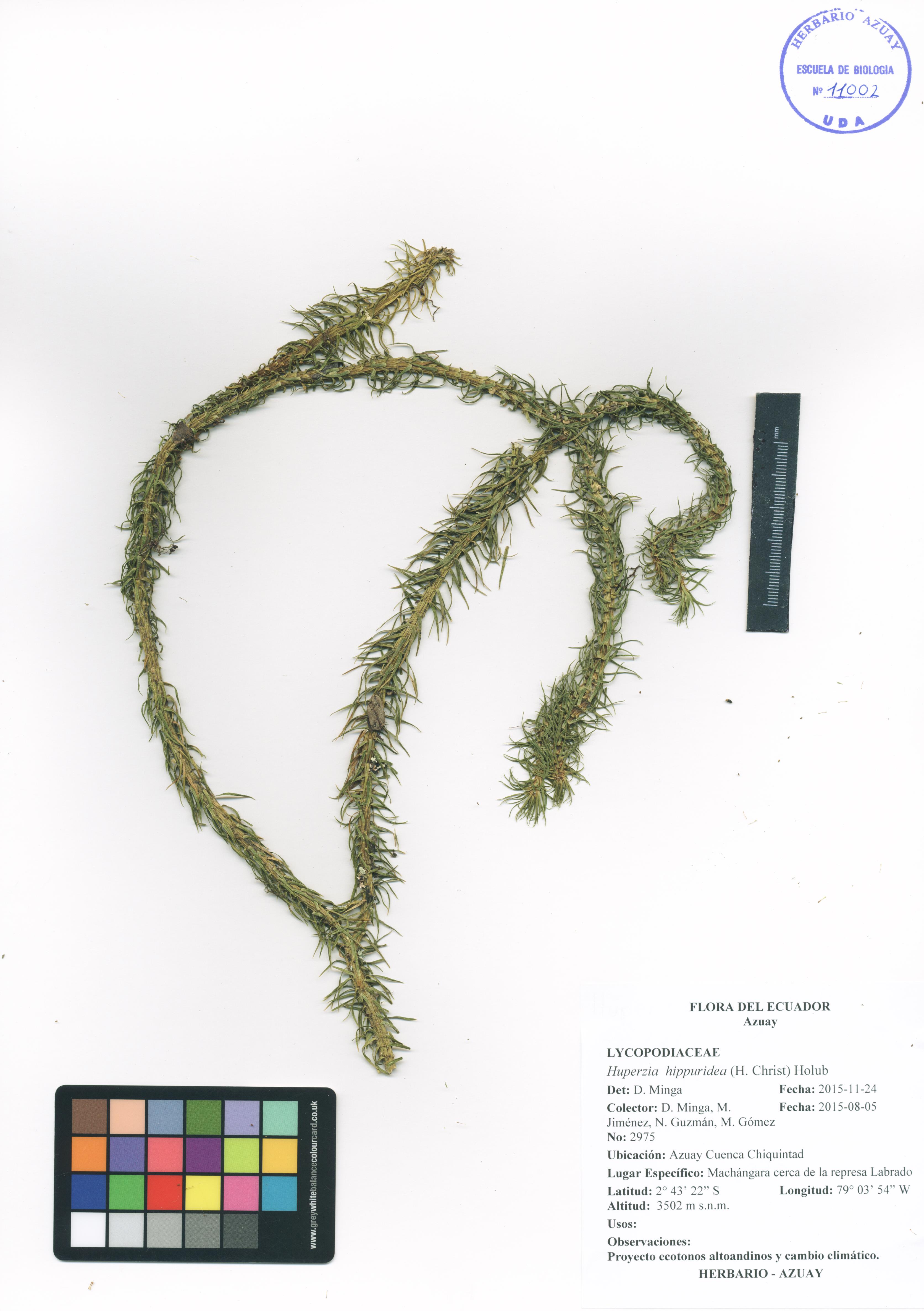 Huperzia hippuridea (H. Christ) Holub