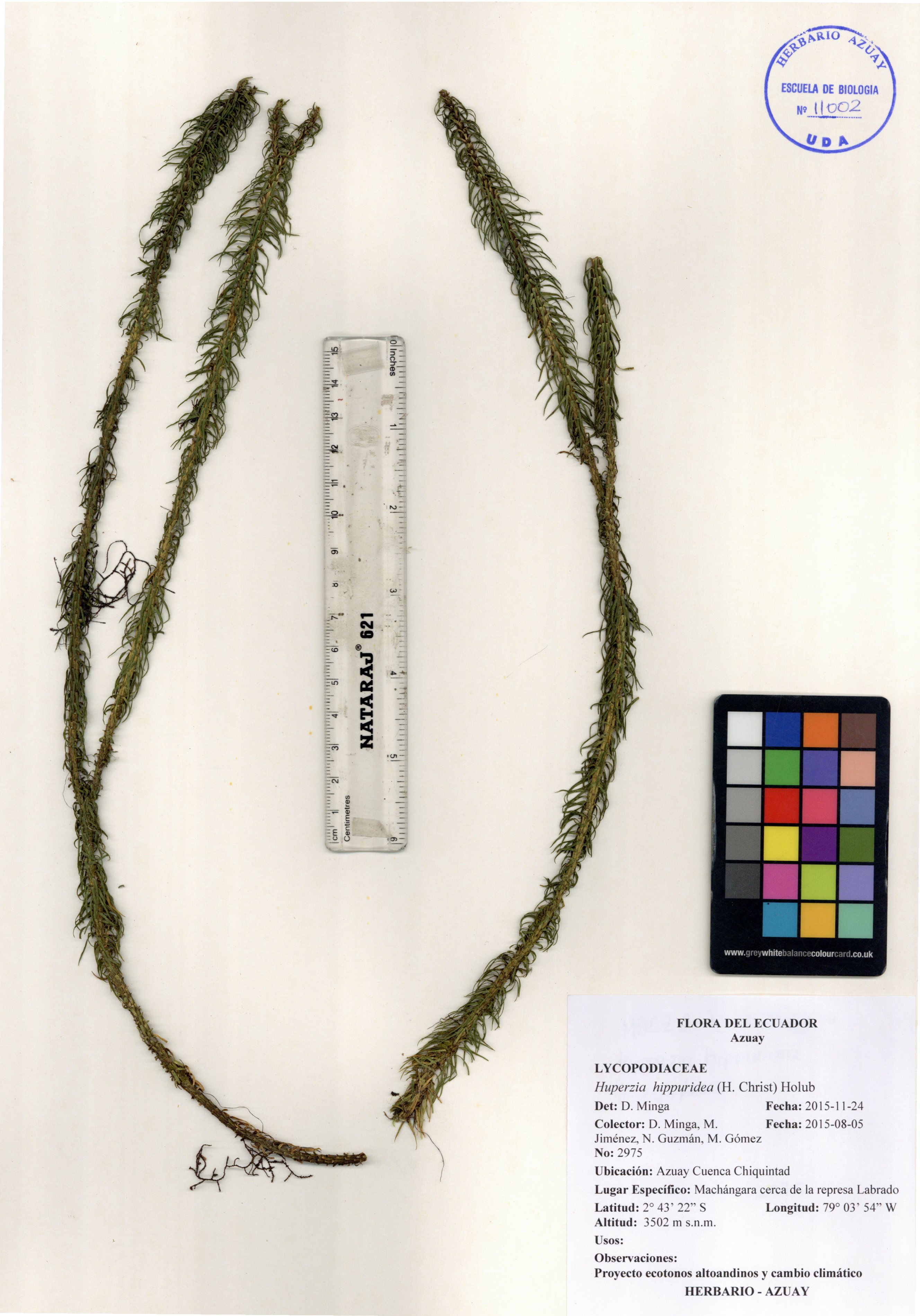 Huperzia hippuridea (H. Christ) Holub