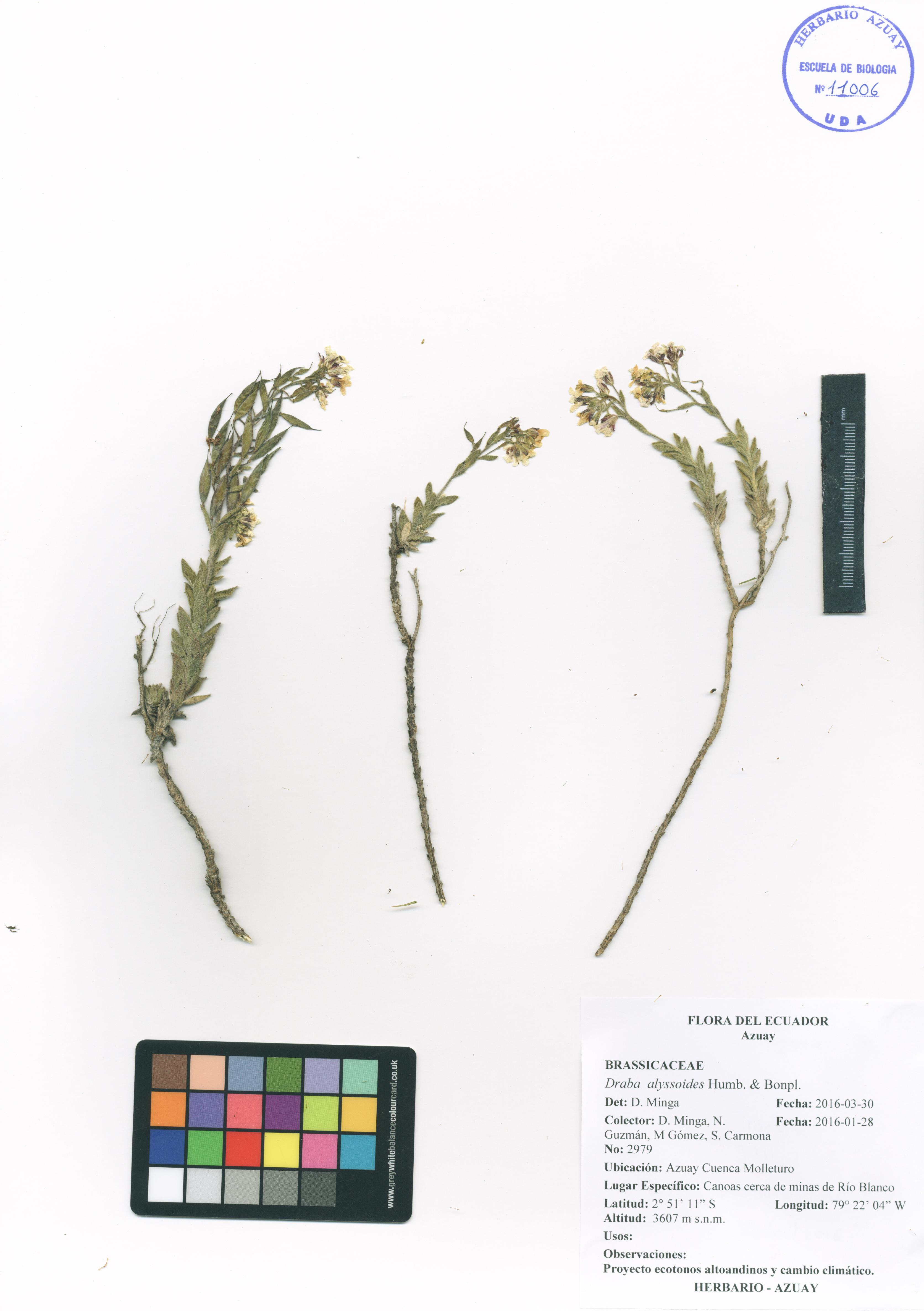 Draba alyssoides Humb. & Bonpl.