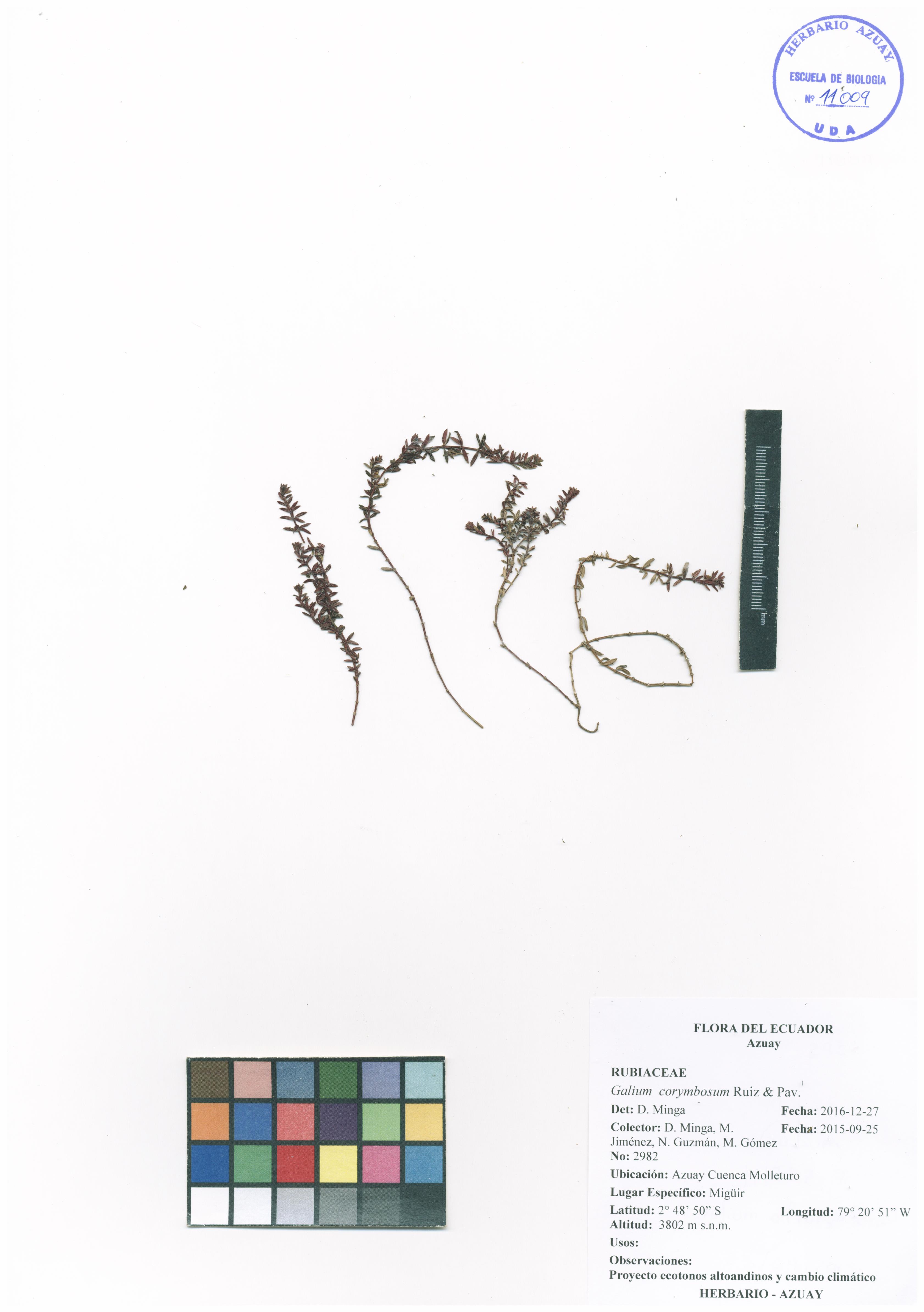 Galium corymbosum Ruiz & Pav.