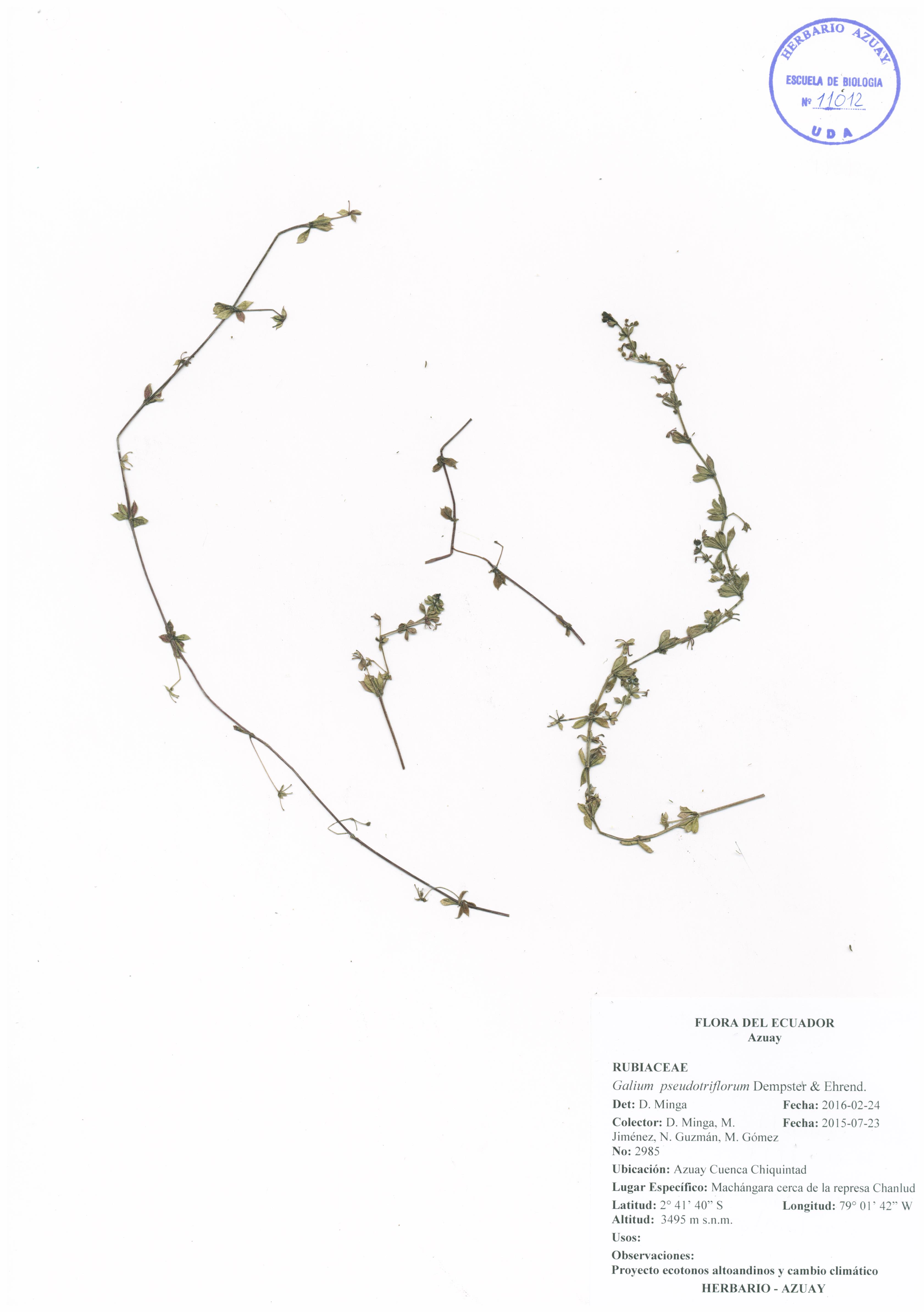 Galium pseudotriflorum Dempster & Ehrend.