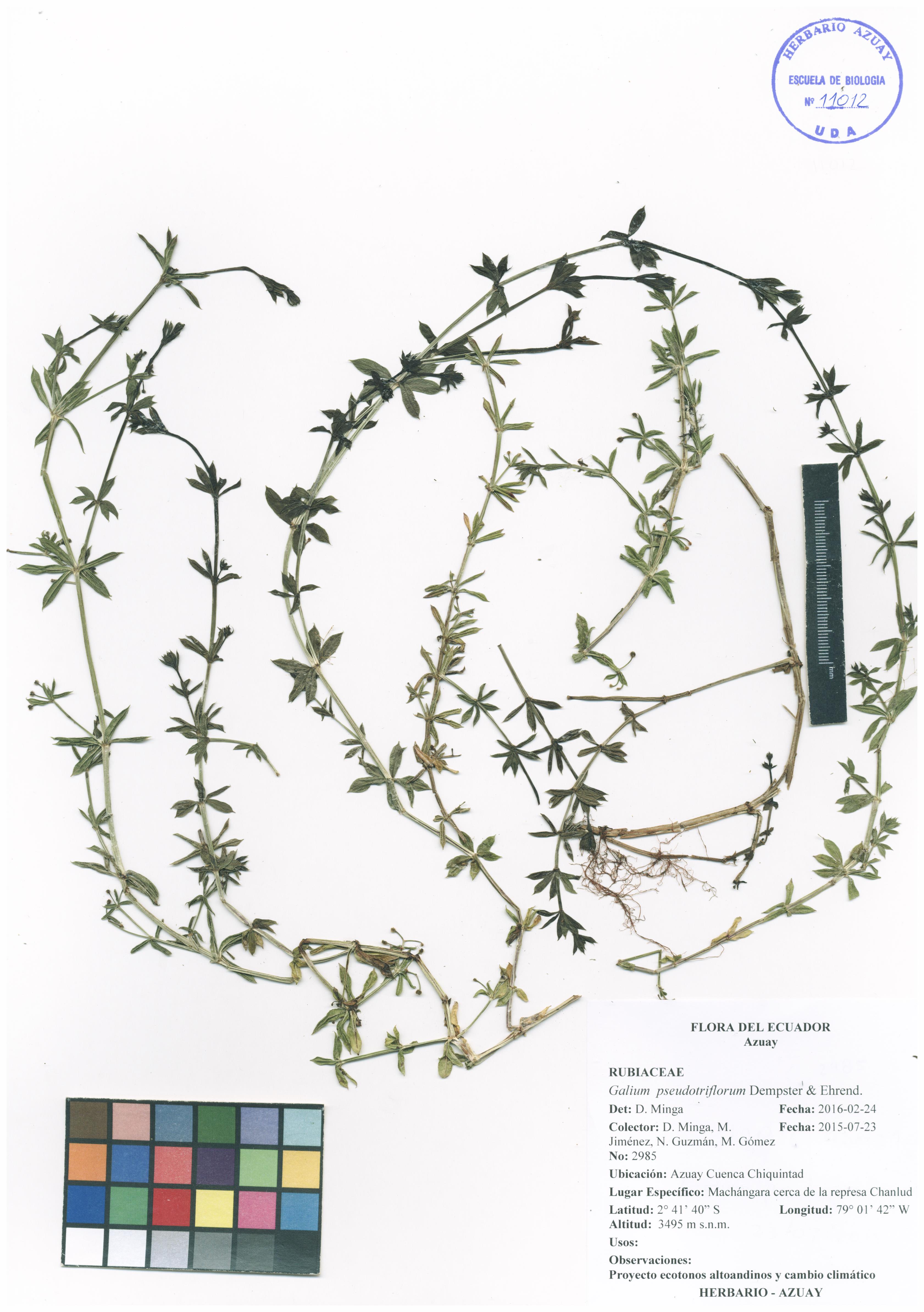 Galium pseudotriflorum Dempster & Ehrend.