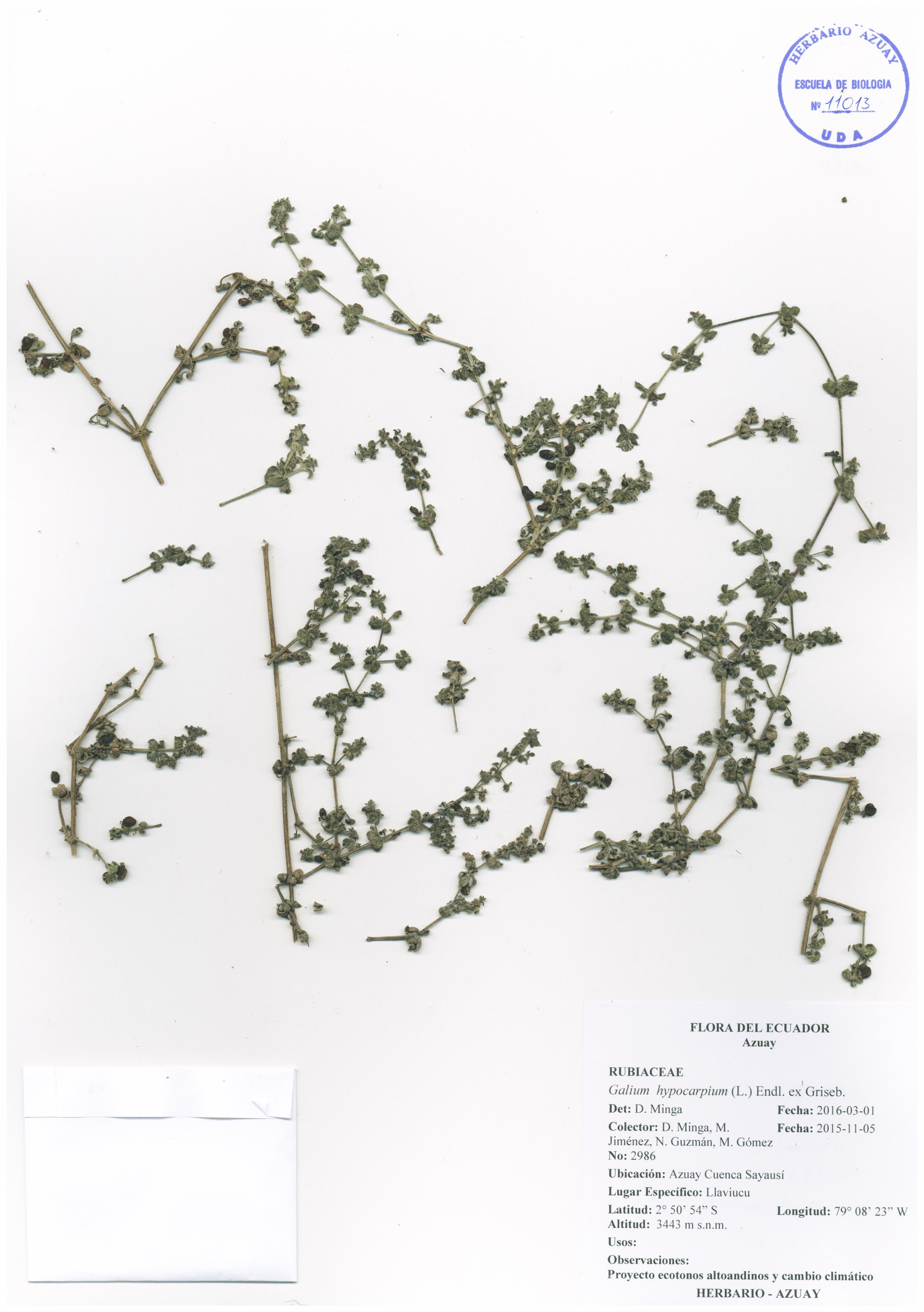 Galium hypocarpium (L.) Endl. ex Griseb.