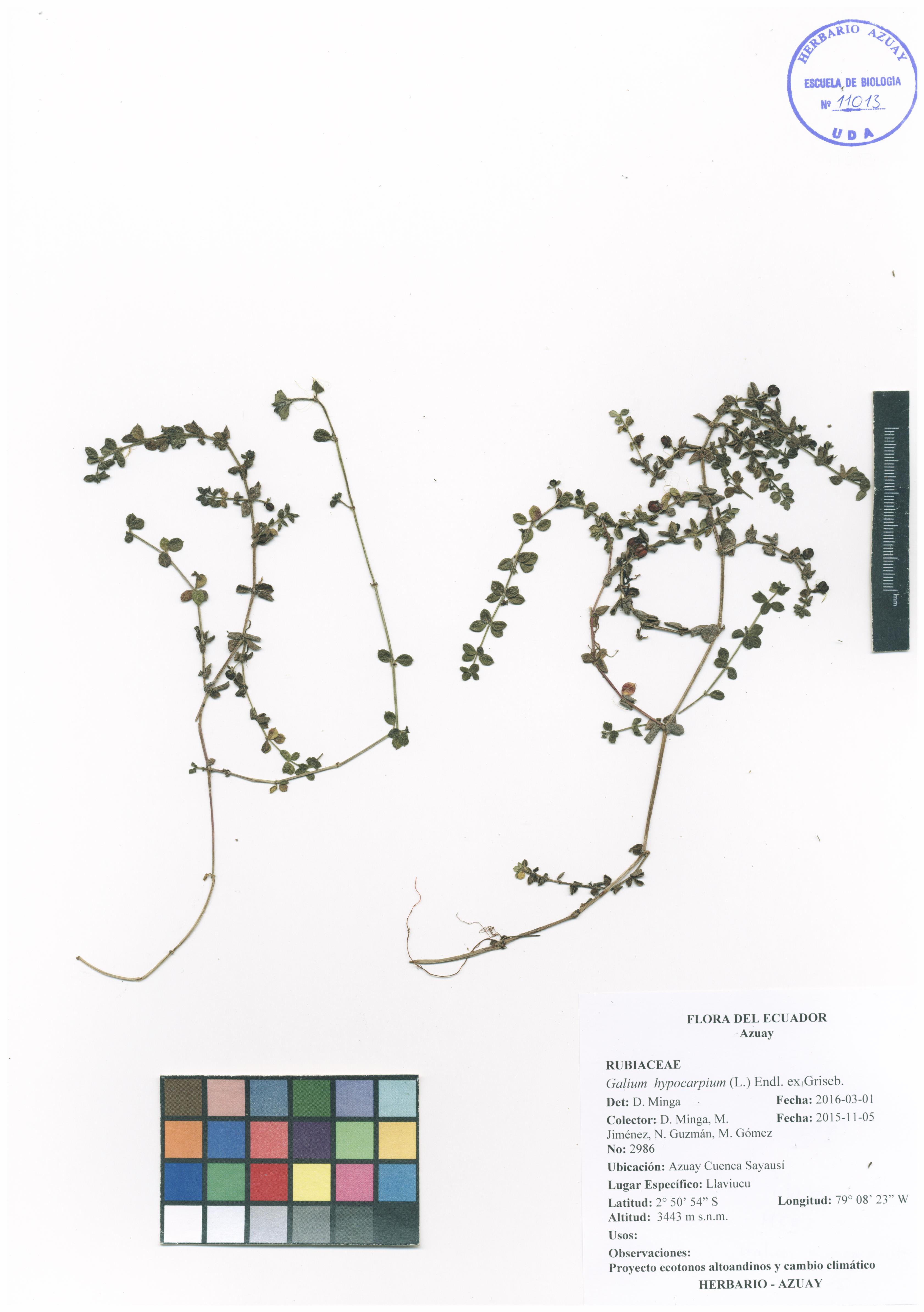 Galium hypocarpium (L.) Endl. ex Griseb.