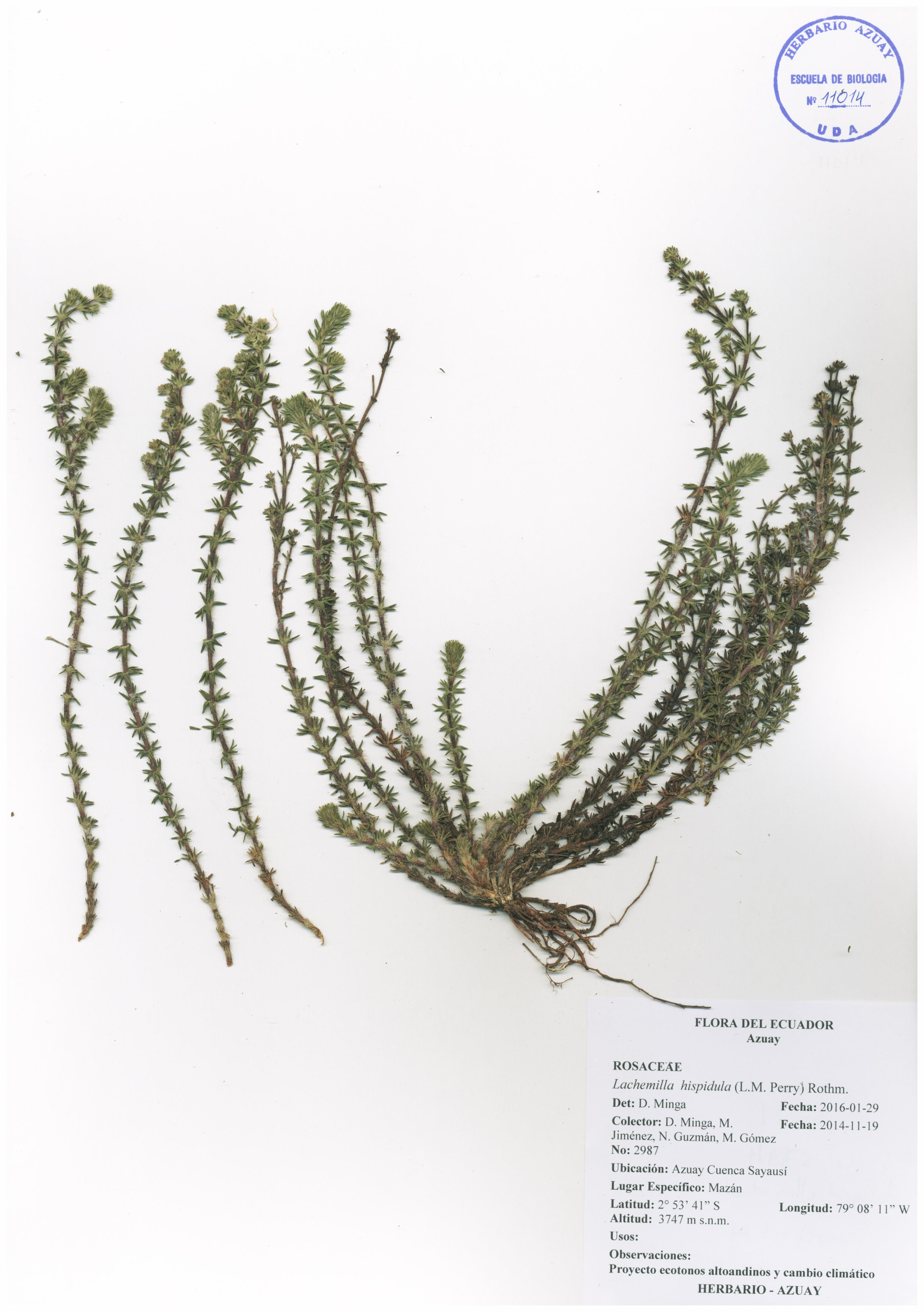 Lachemilla hispidula (L.M. Perry) Rothm.