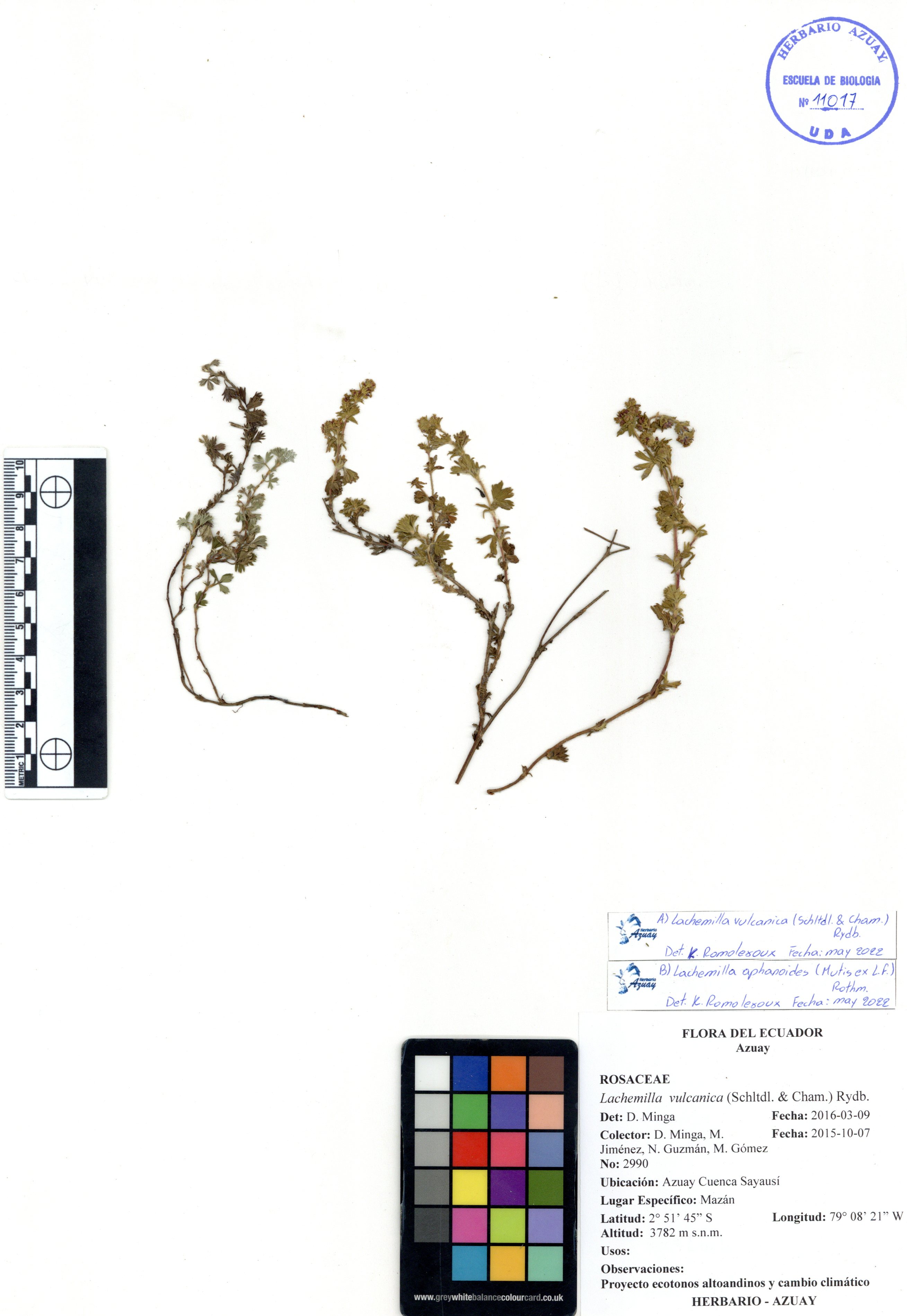 Lachemilla aphanoides (Mutis ex L. f.) Rothm.