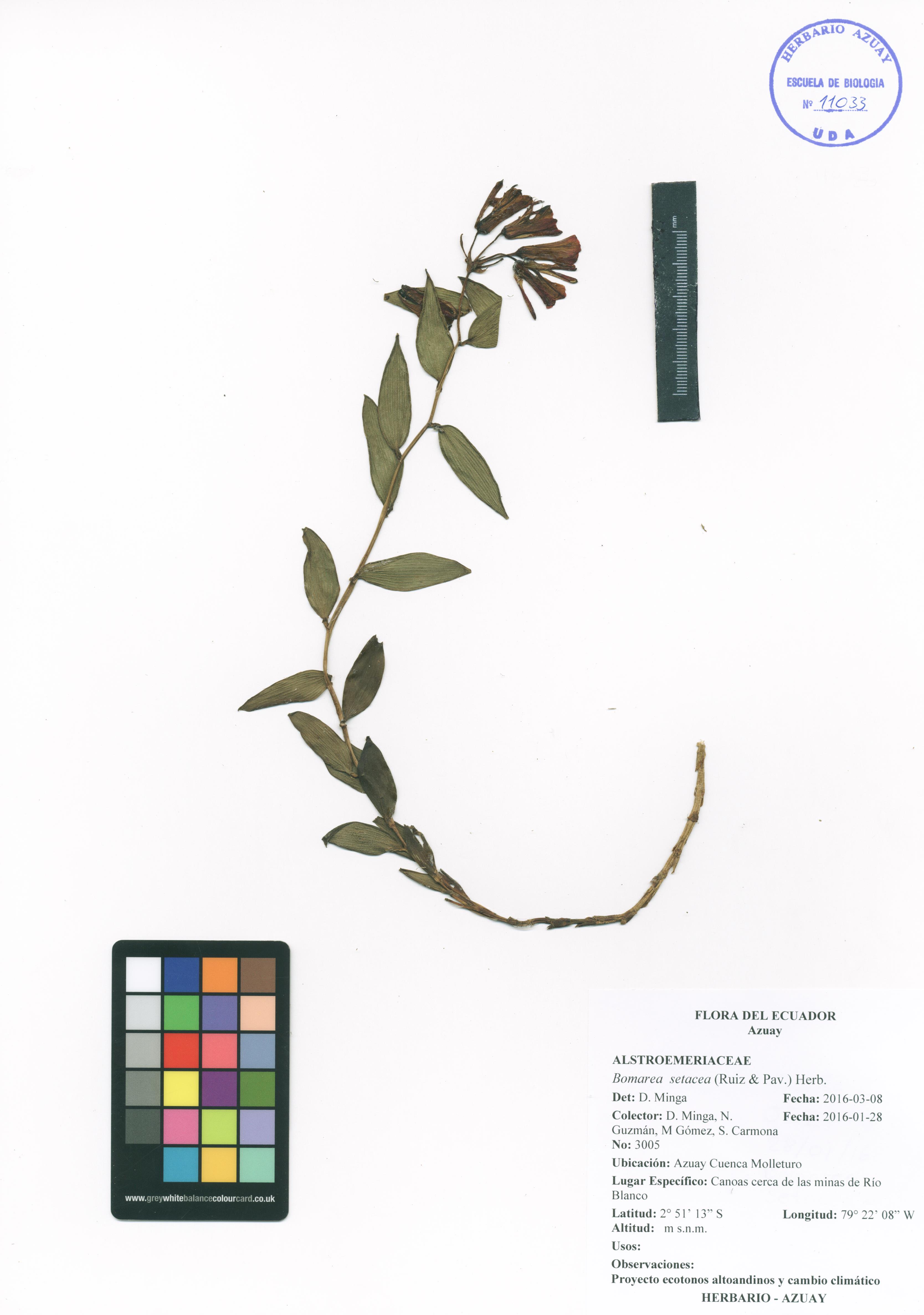 Bomarea setacea (Ruiz & Pav.) Herb.