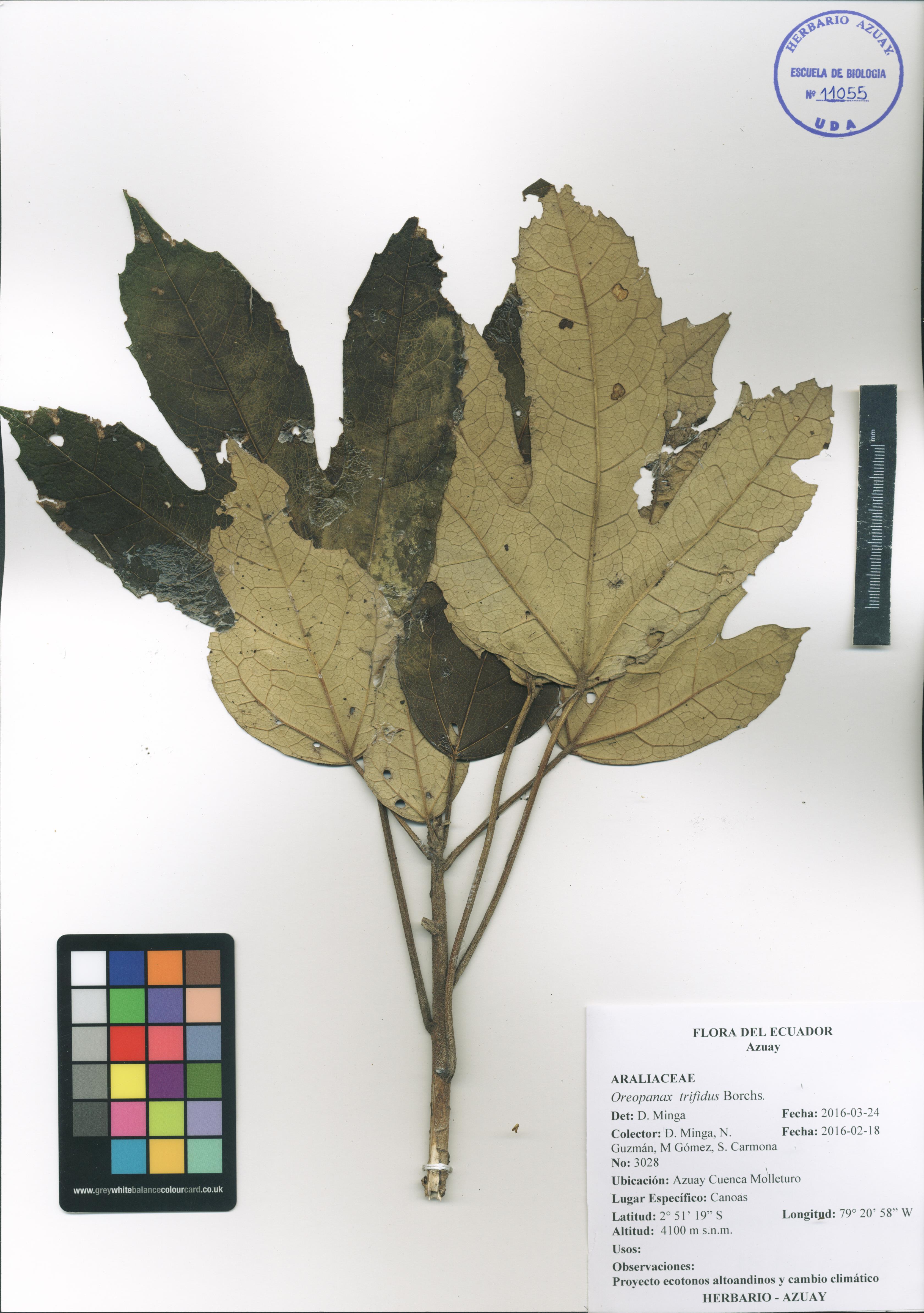 Oreopanax trifidus Borchs.