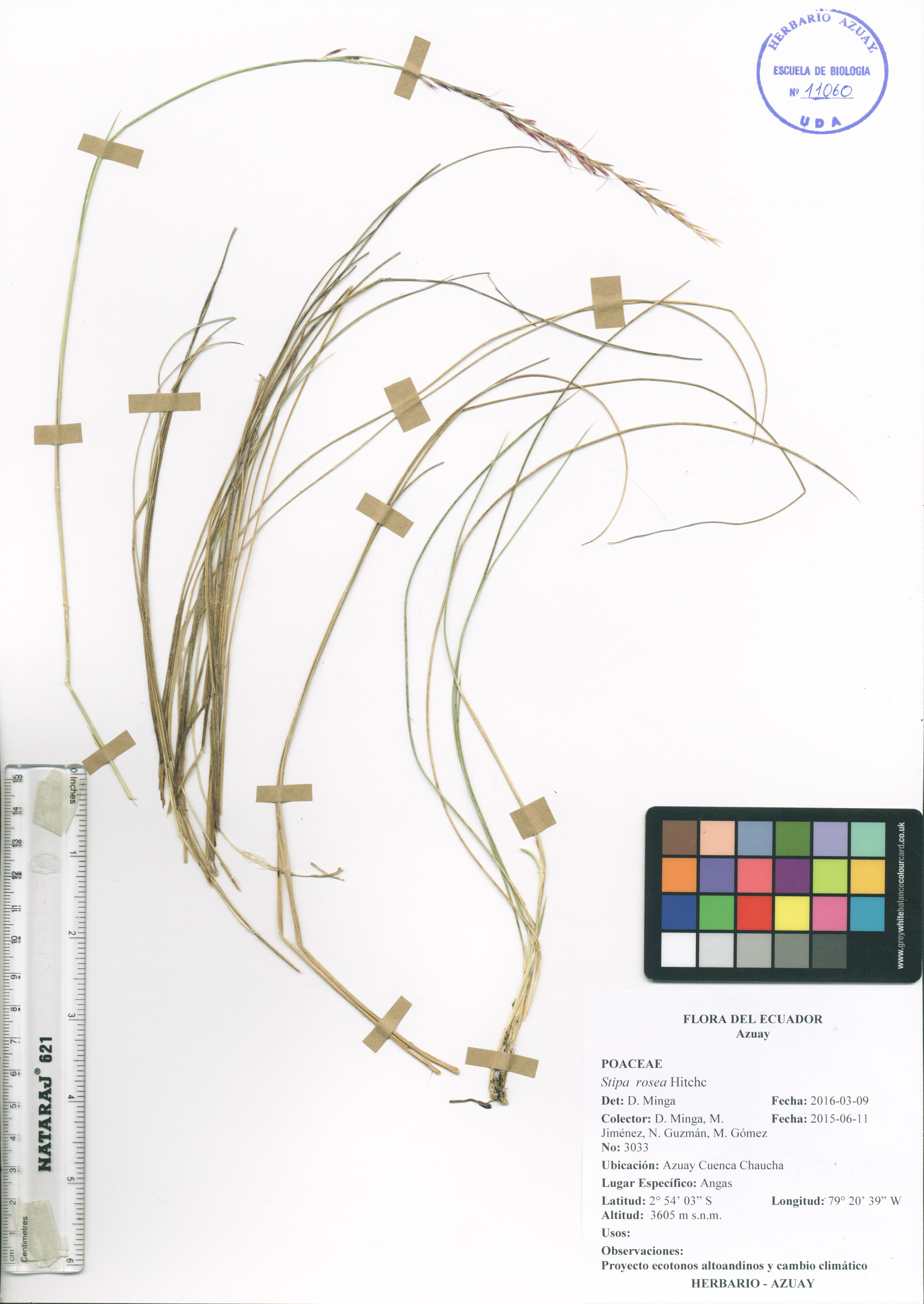 Stipa rosea Hitchc