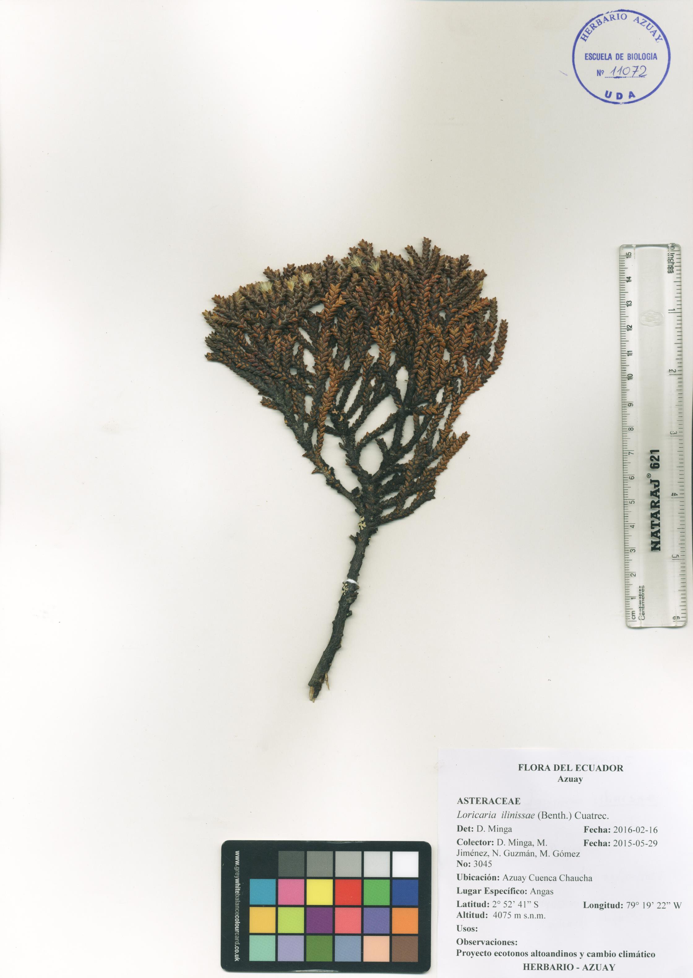 Loricaria ilinissae (Benth.) Cuatrec.
