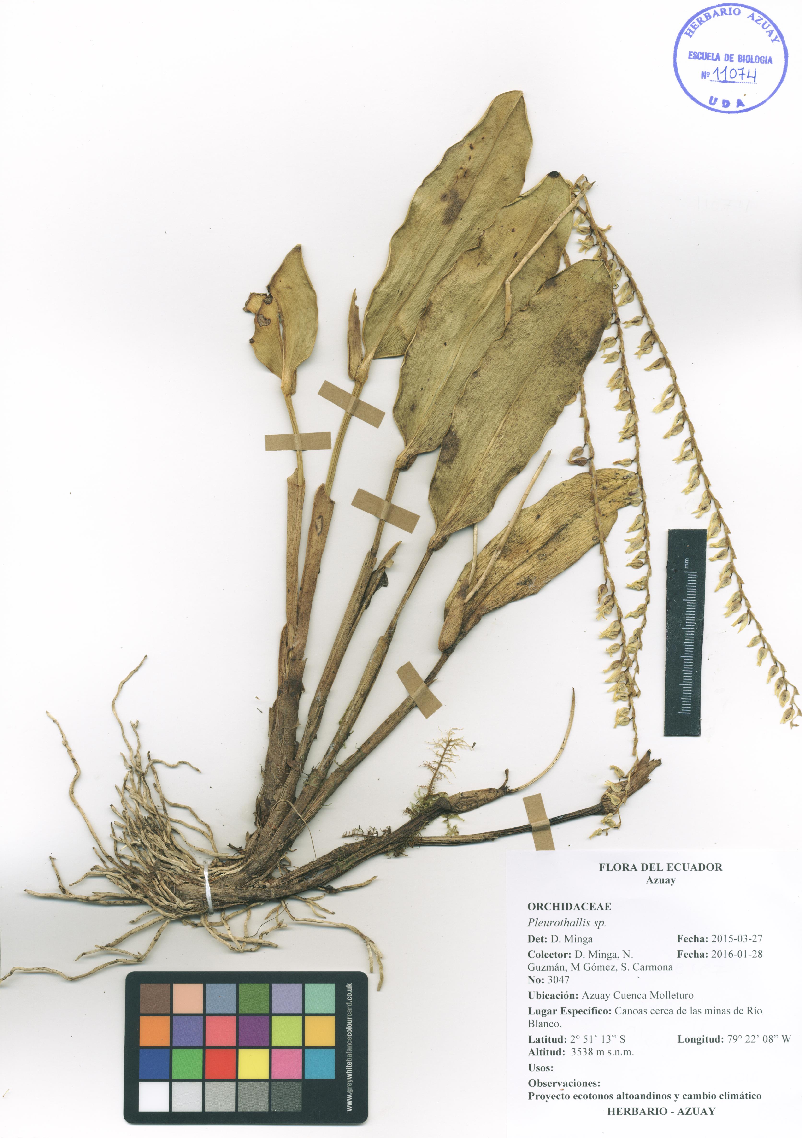 Pleurothallis sin determinar sin determinar