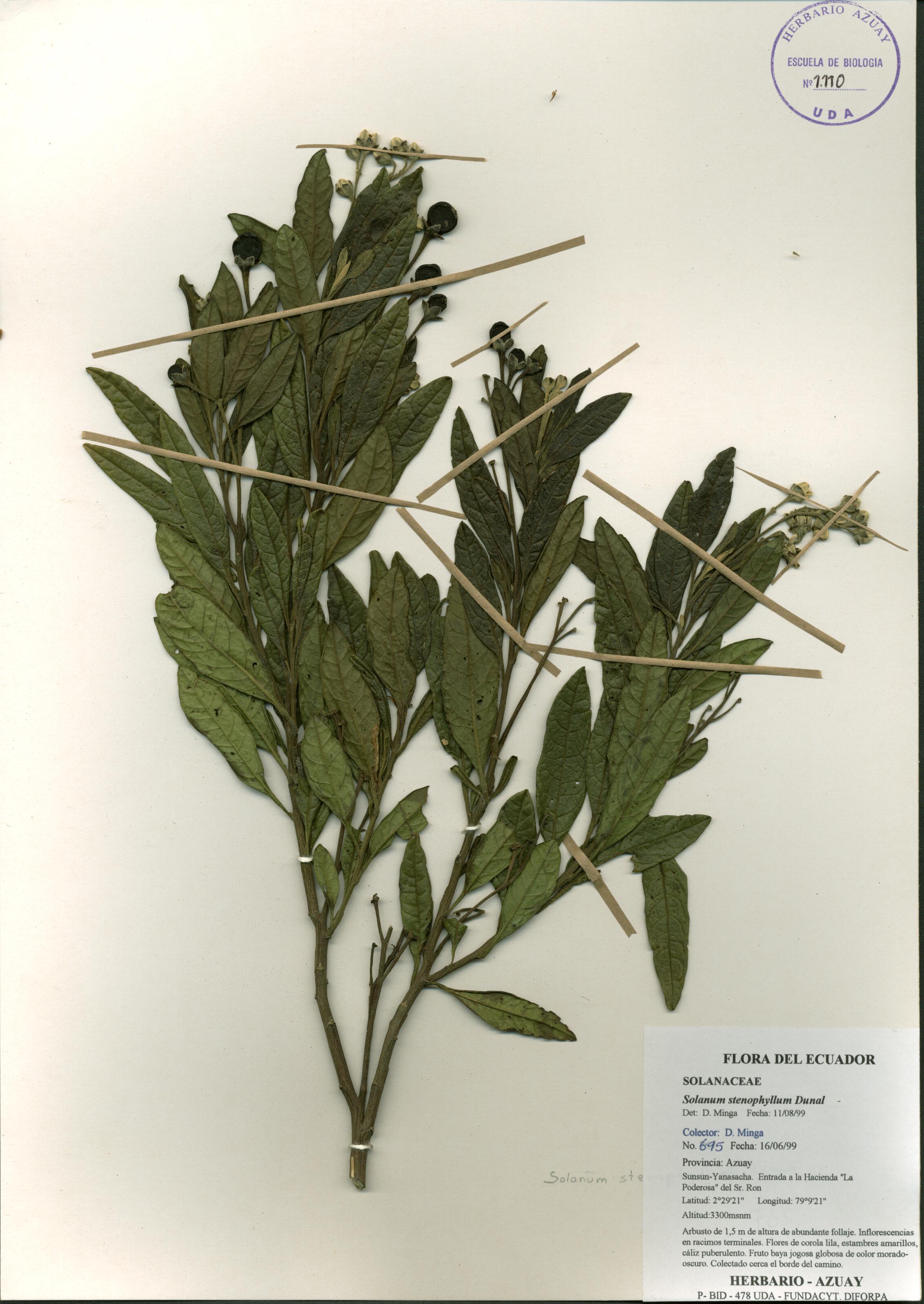 Solanum stenophyllum Dunal
