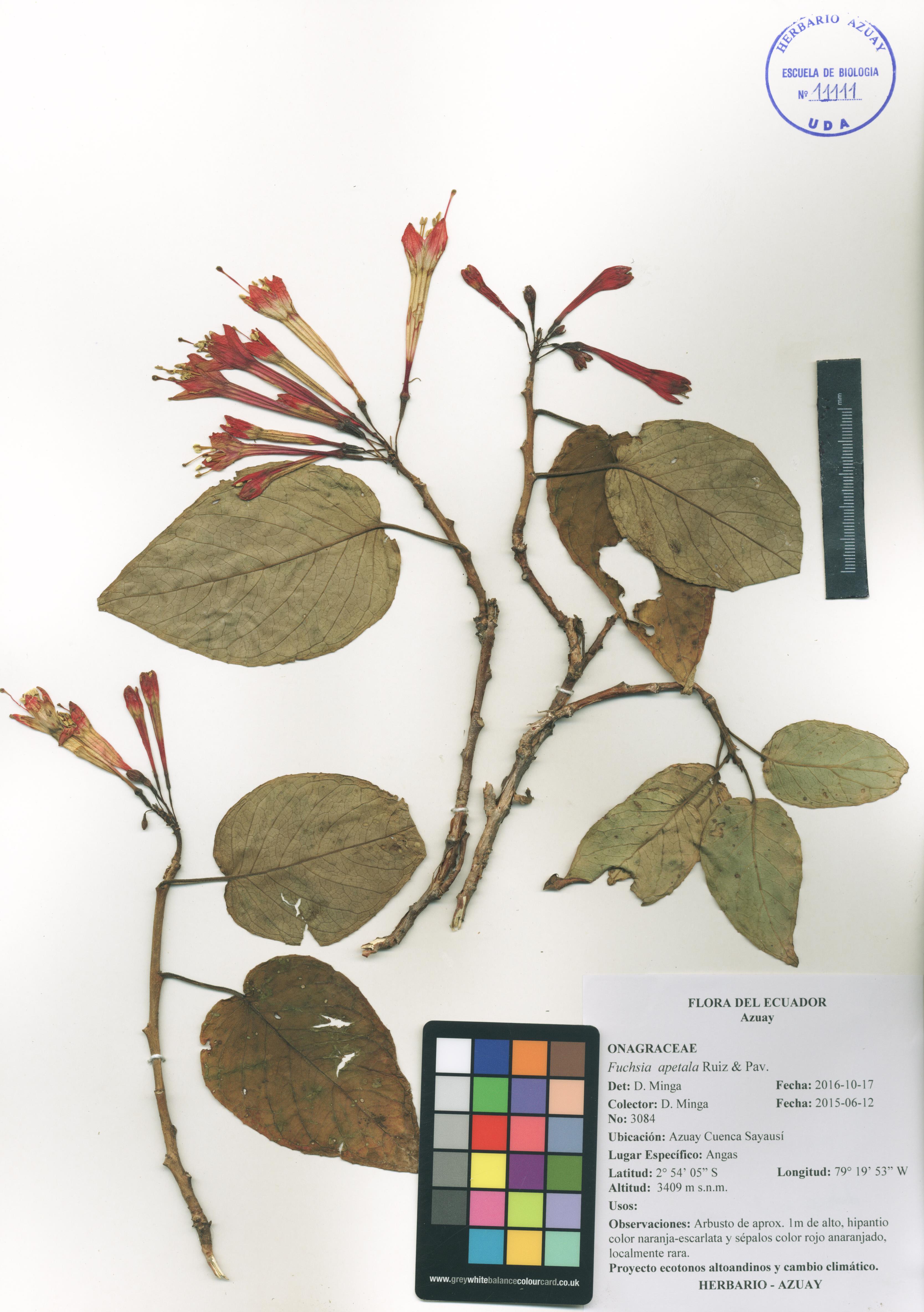 Fuchsia apetala Ruiz & Pav.