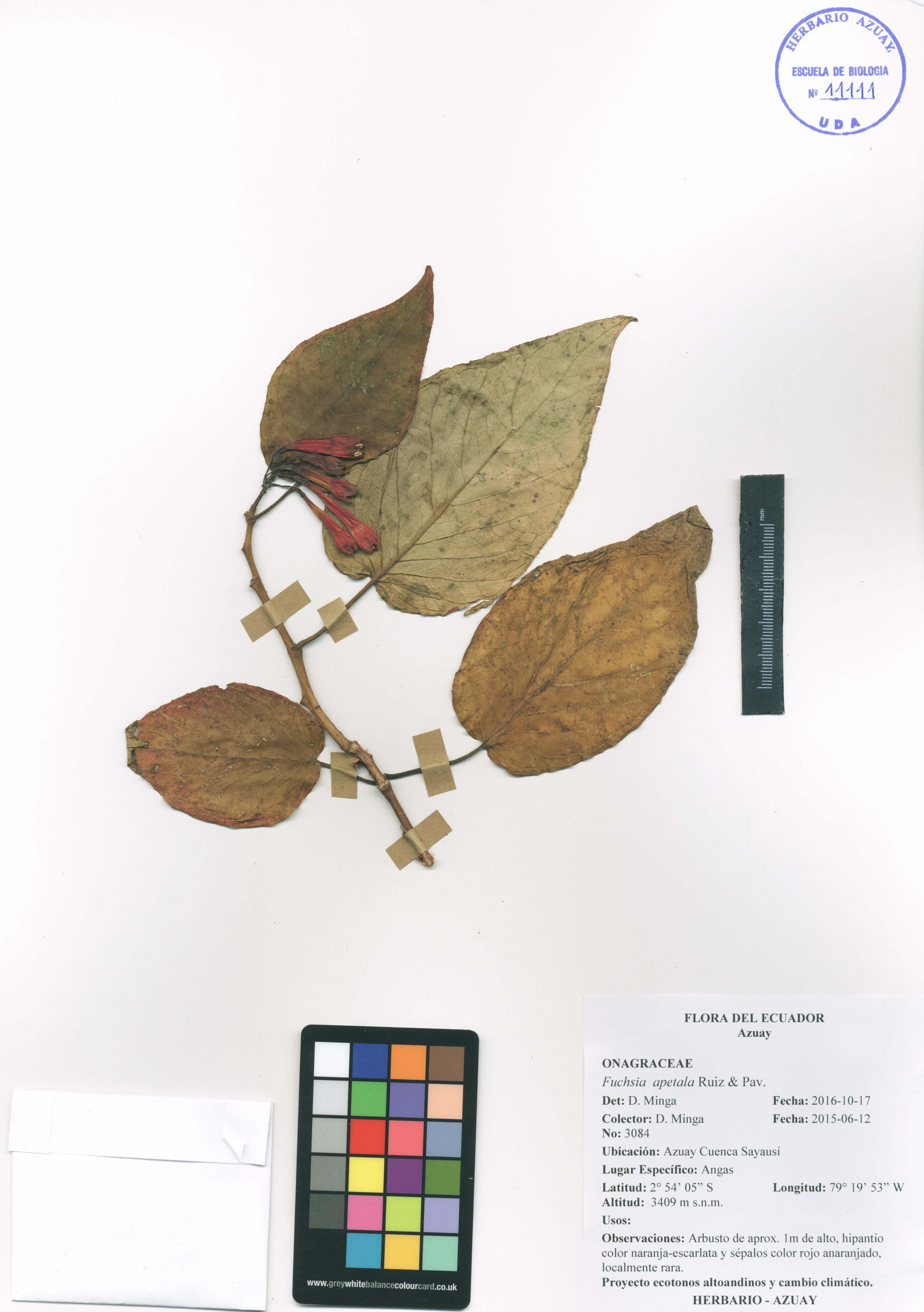 Fuchsia apetala Ruiz & Pav.