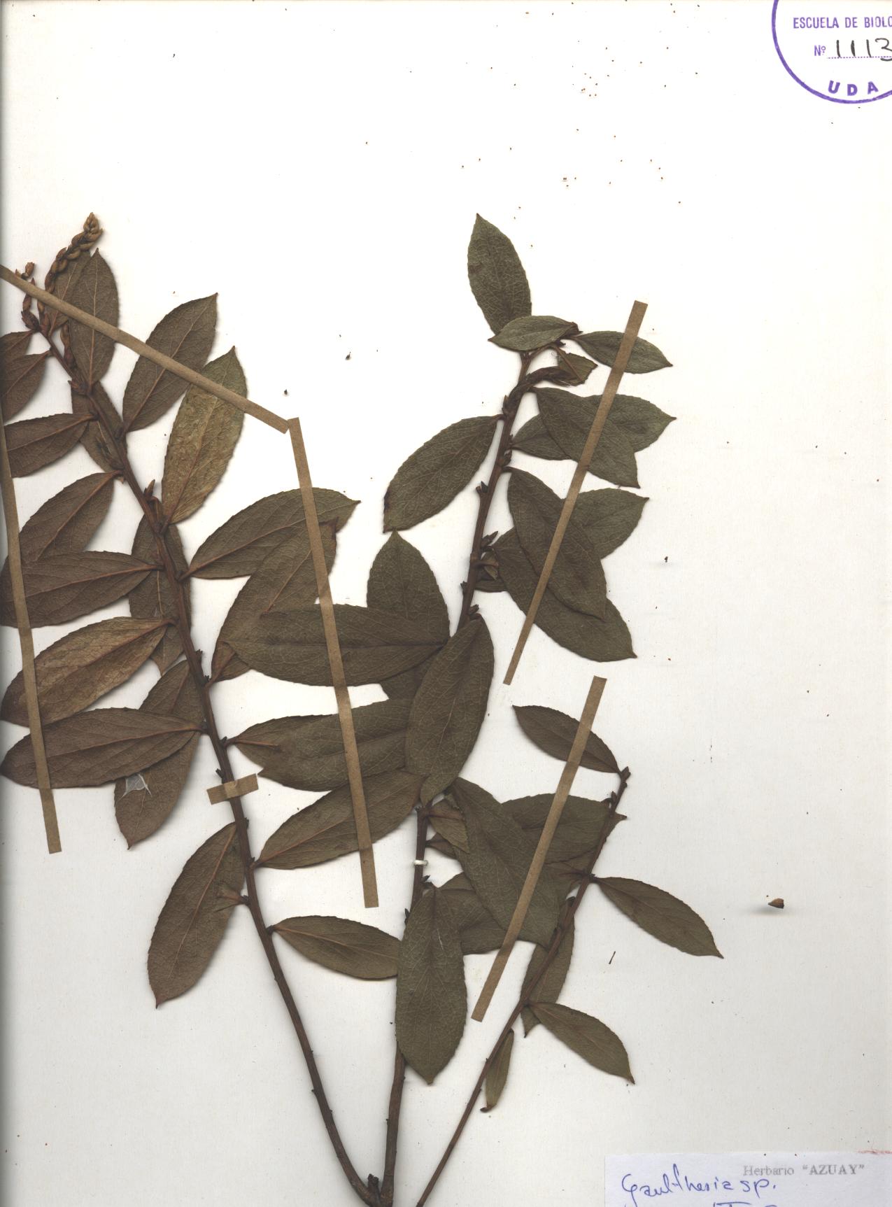 Gaultheria sp. SIN DETERMINAR