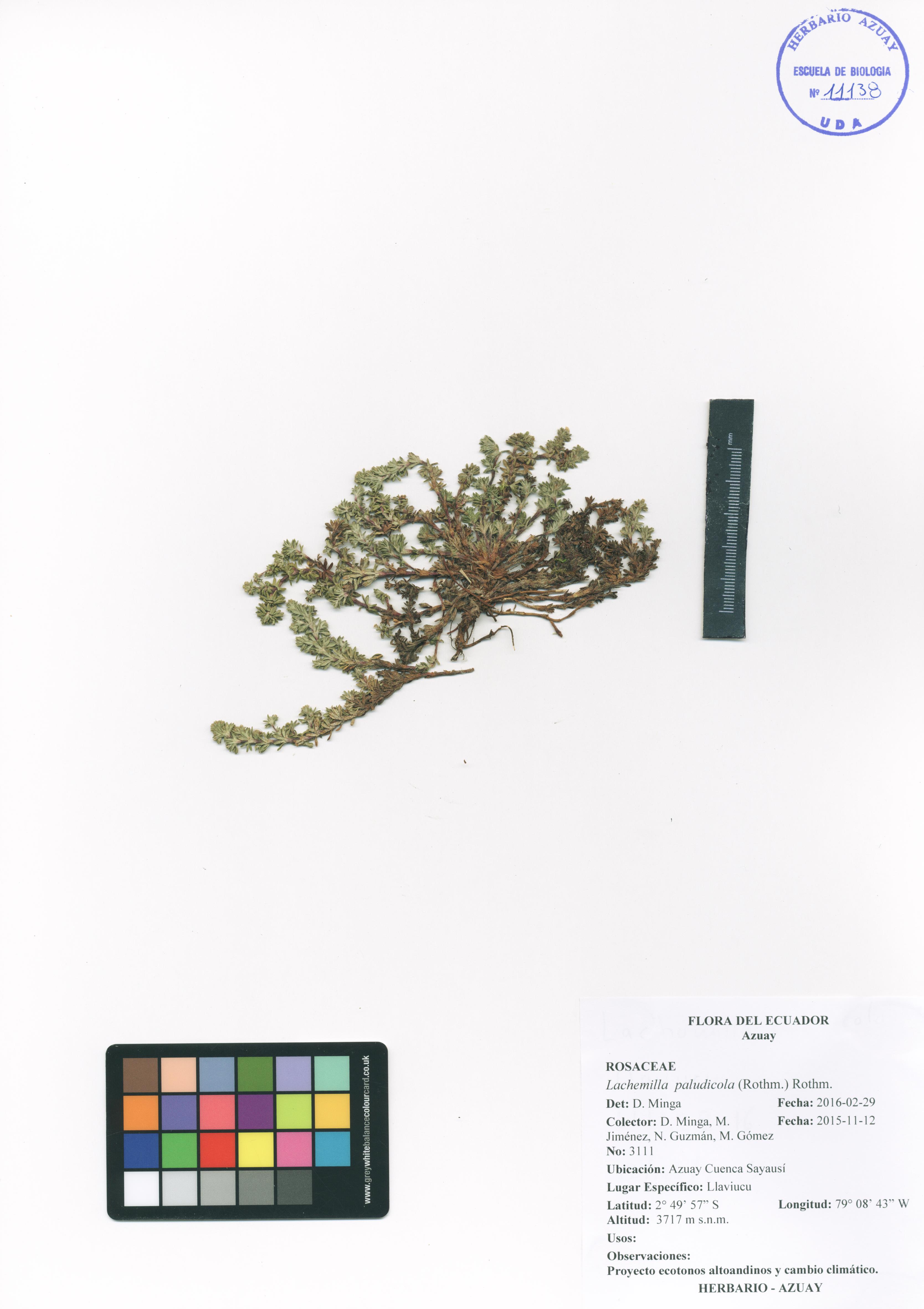 Lachemilla paludicola (Rothm.) Rothm.