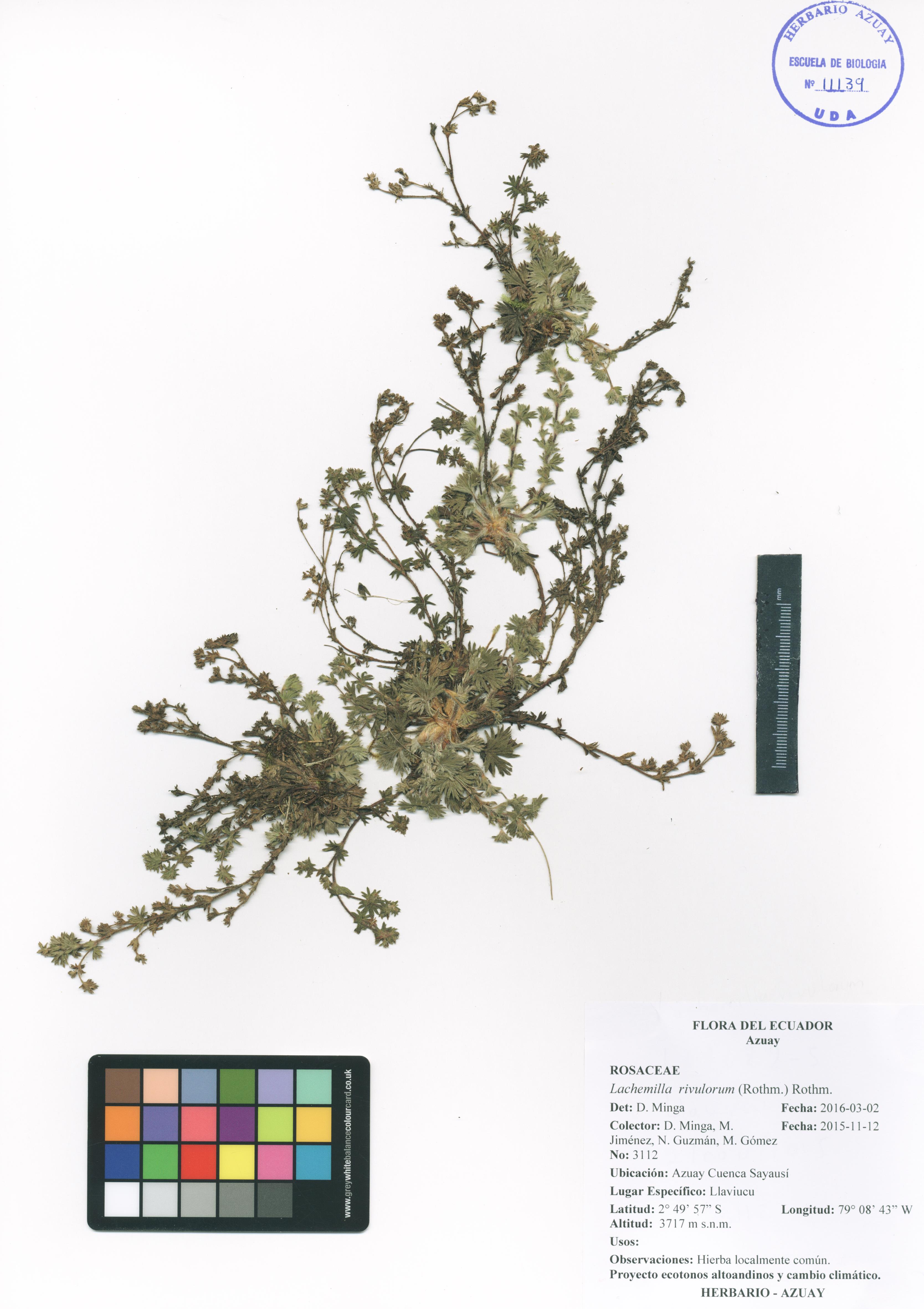 Lachemilla rivulorum (Rothm.) Rothm.
