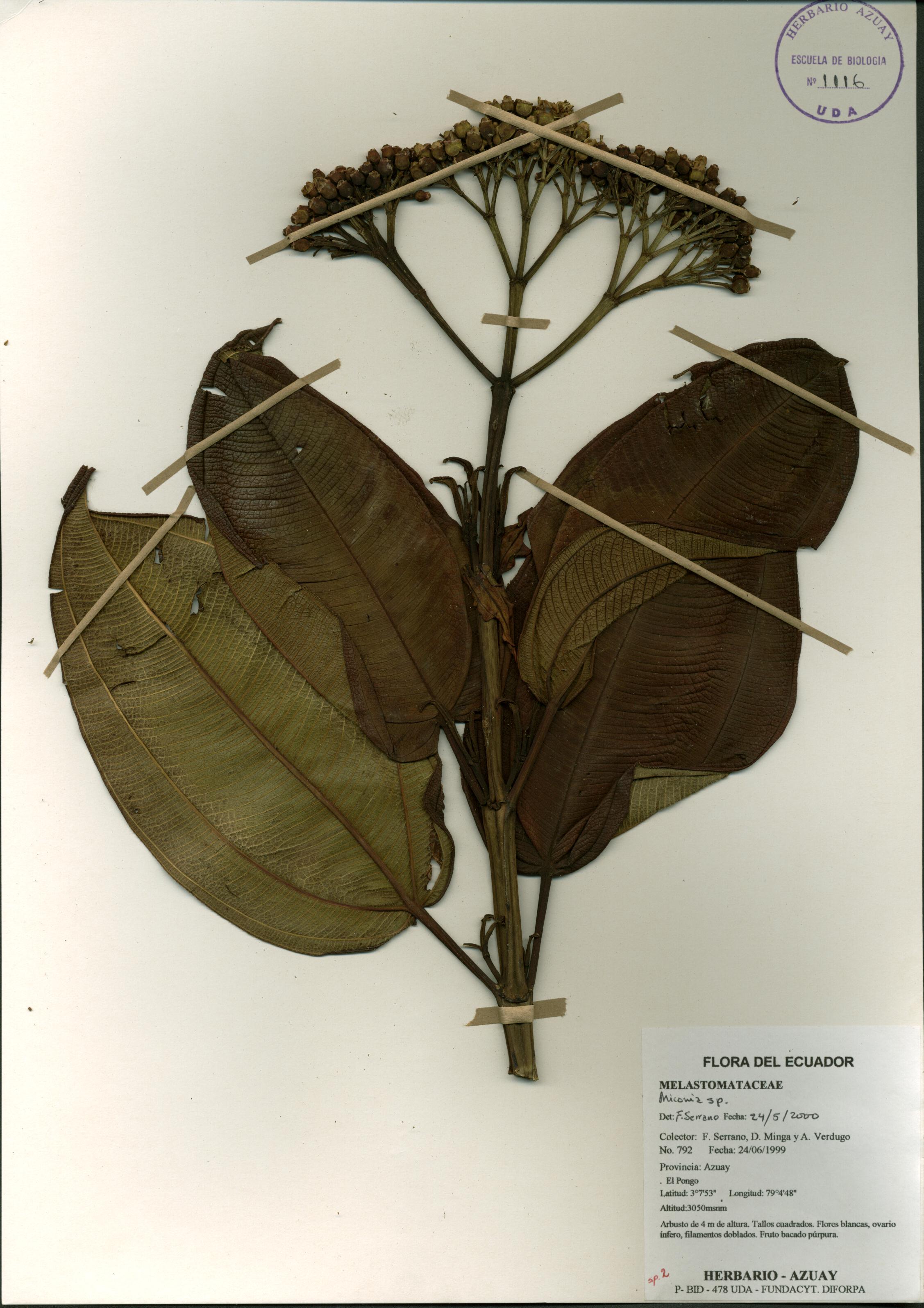 Miconia sp. SIN DETERMINAR