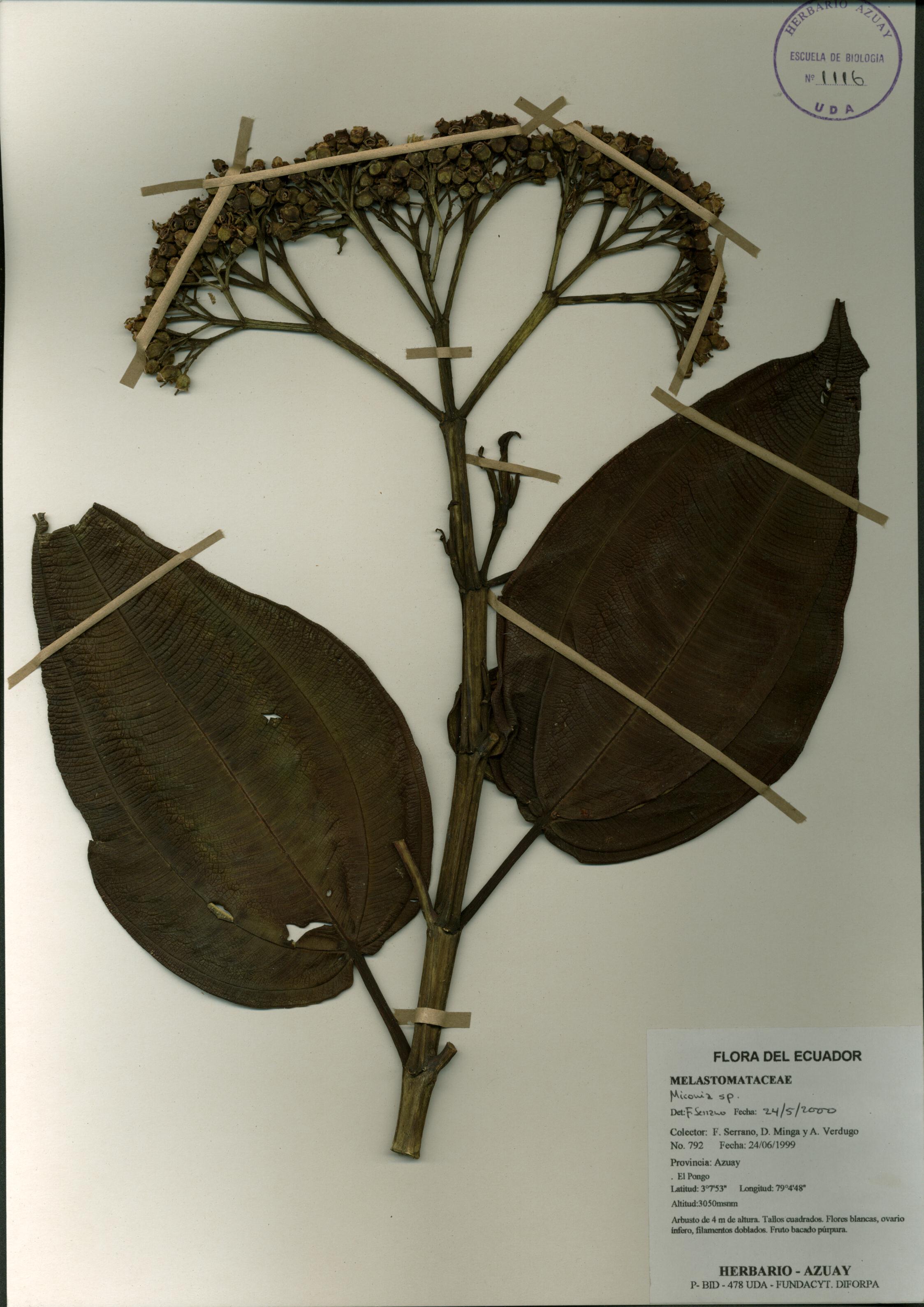 Miconia sp. SIN DETERMINAR