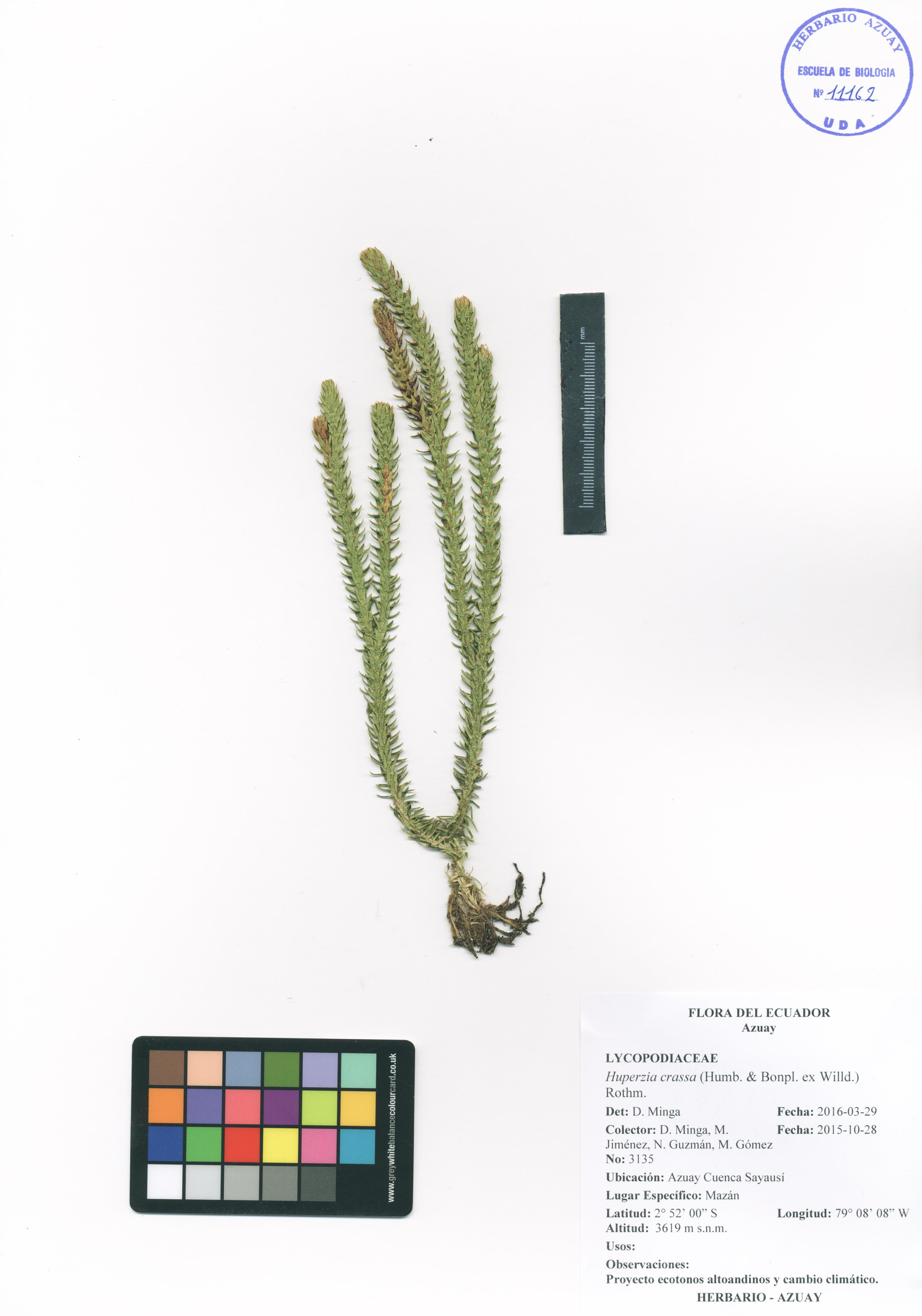 Huperzia crassa (Humb. & Bonpl. ex Willd.) Rothm.