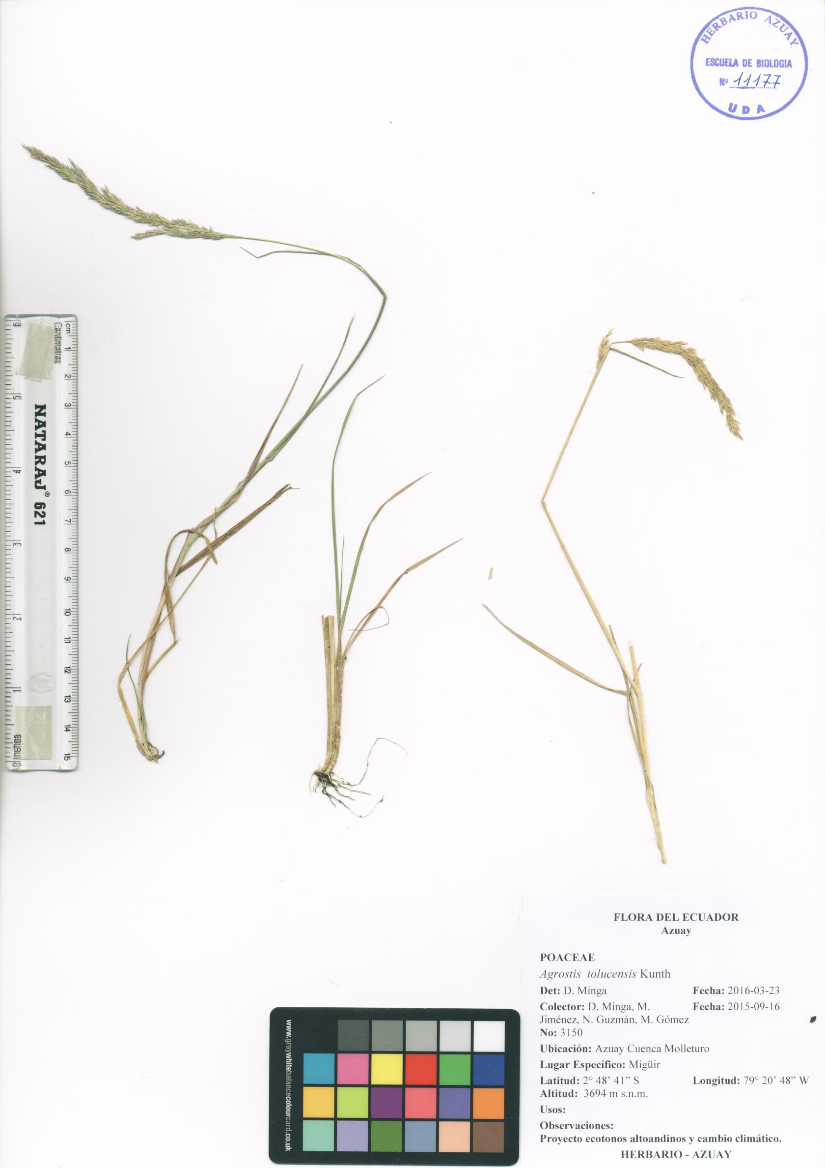Agrostis tolucensis Kunth