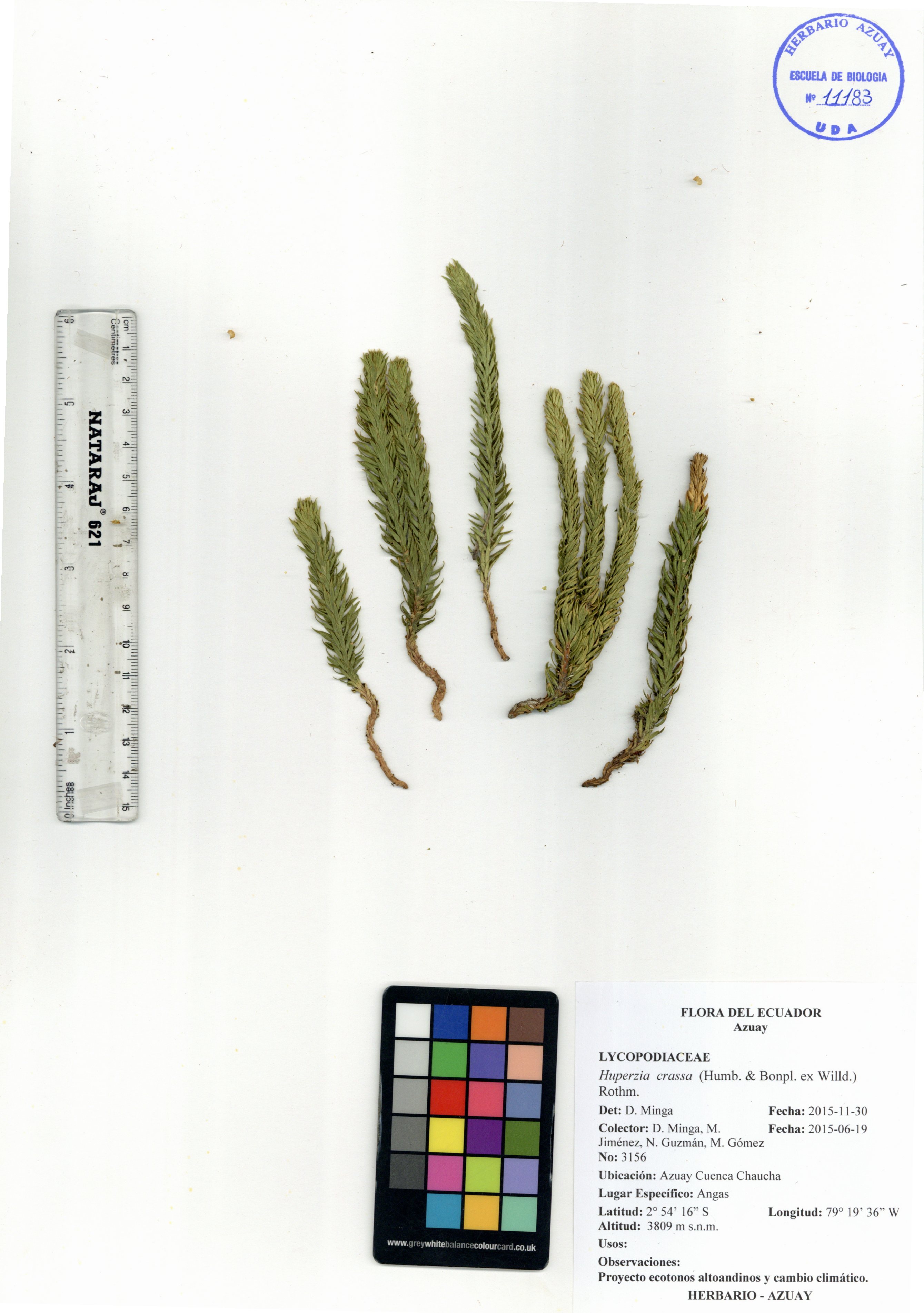 Huperzia crassa (Humb. & Bonpl. ex Willd.) Rothm.