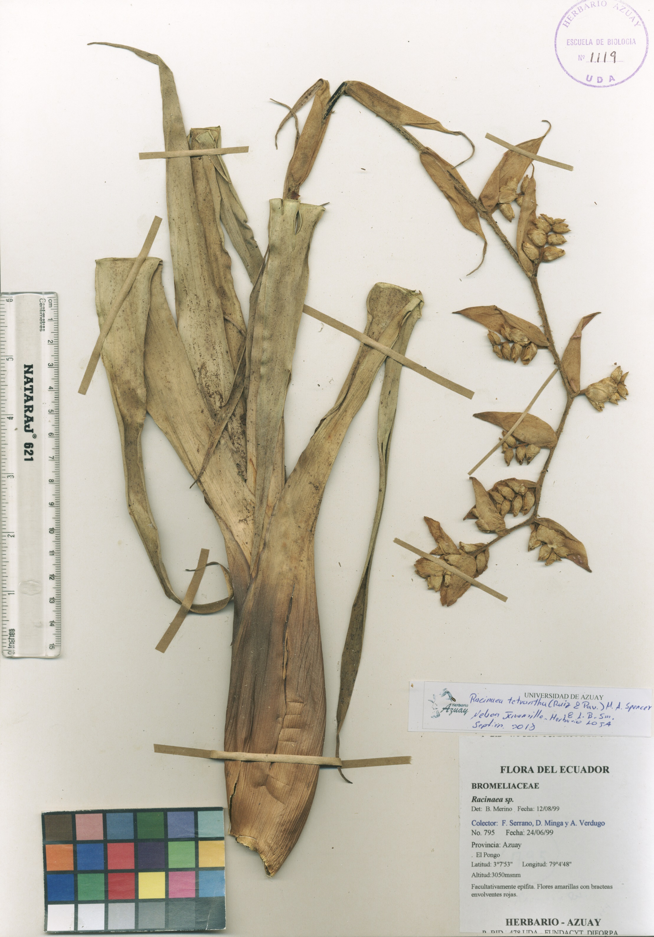 Racinaea tetrantha (Ruiz & Pav.) M.A. Spencer & L.B. Sm.