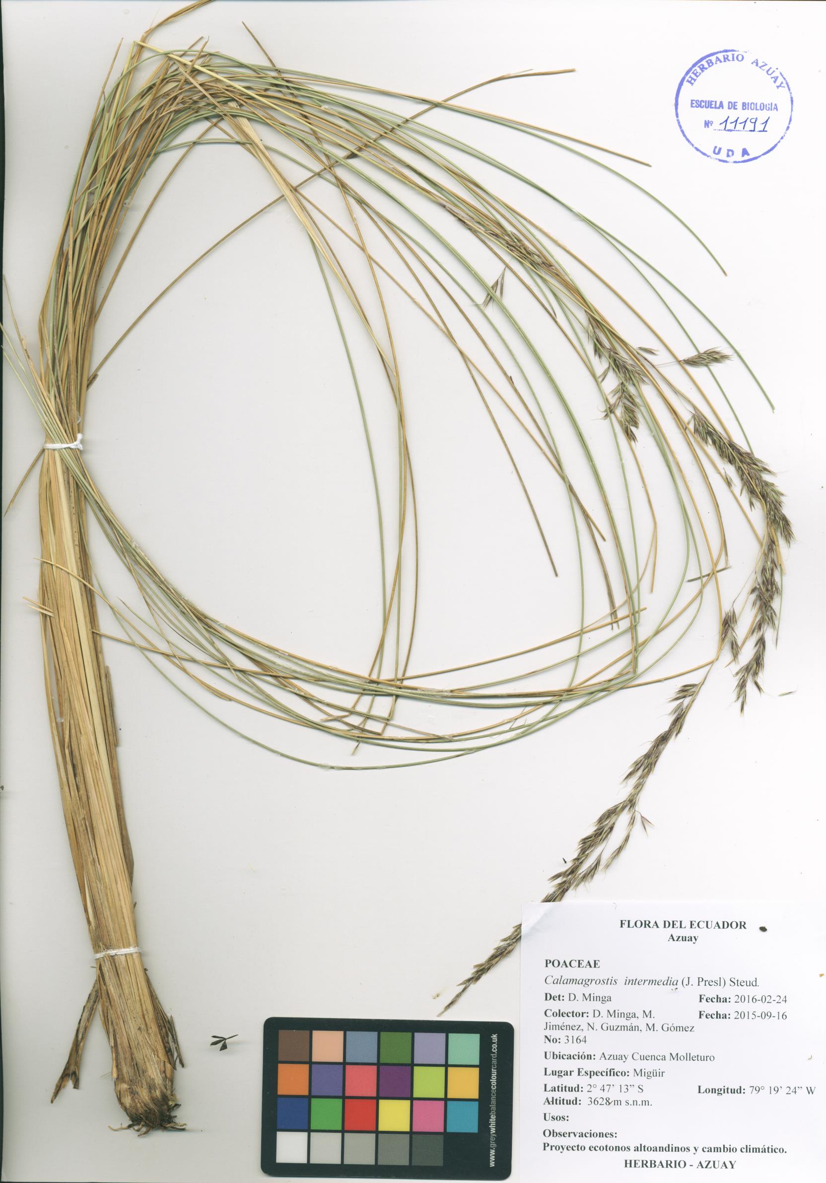 Calamagrostis intermedia (J. Presl) Steud.