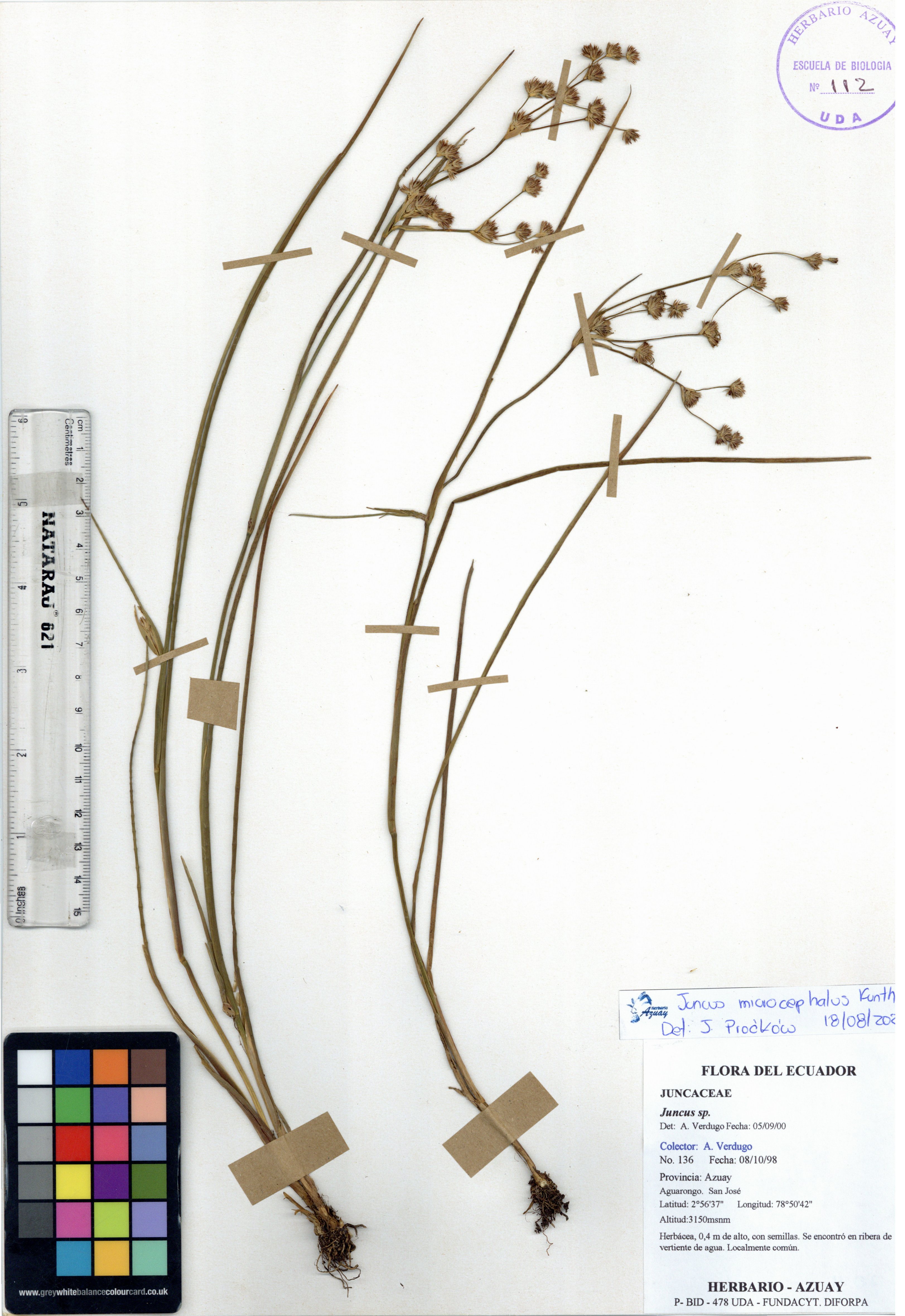 Juncus microcephalus Kunth