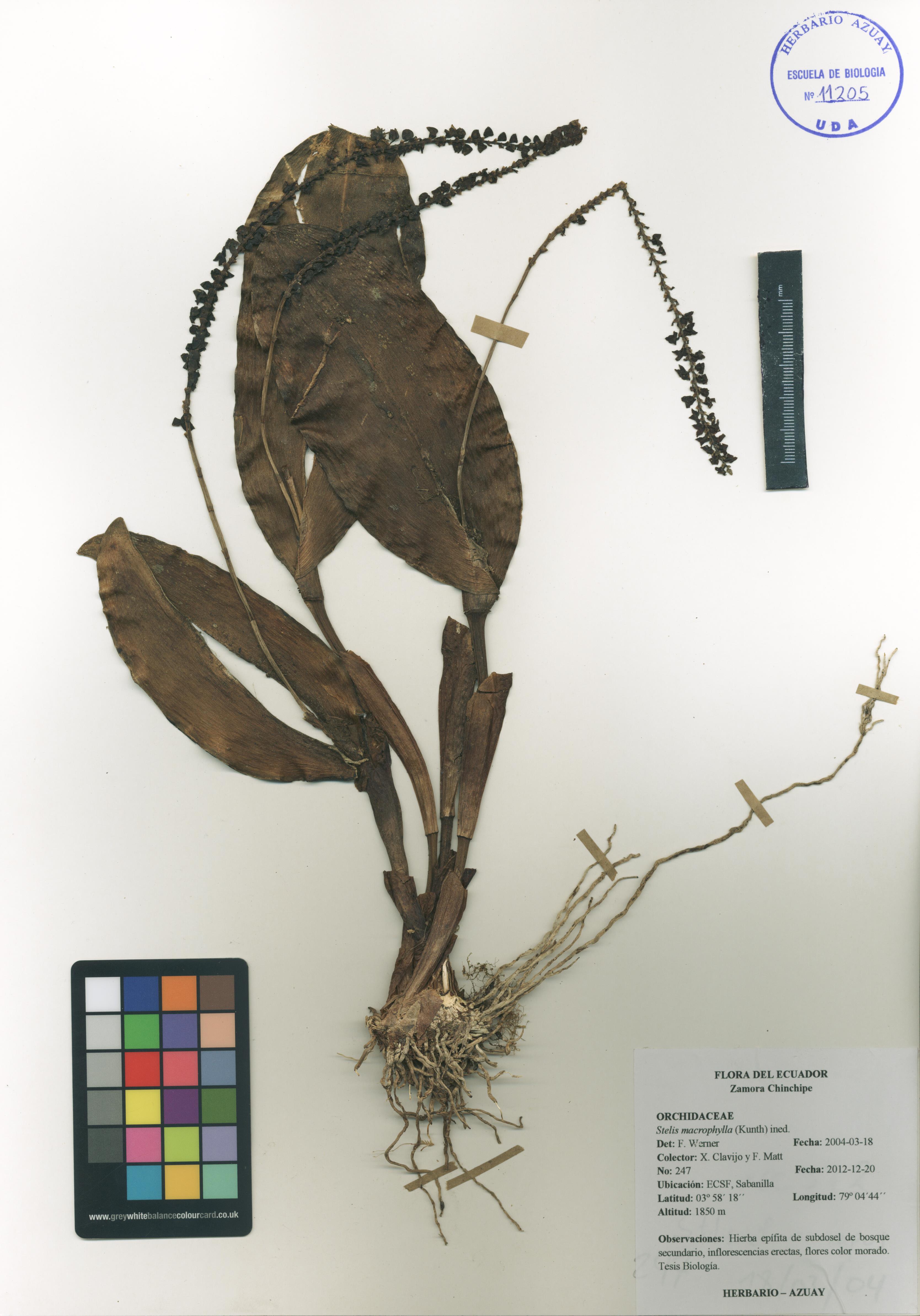 Stelis macrophylla (Kunth) ined.