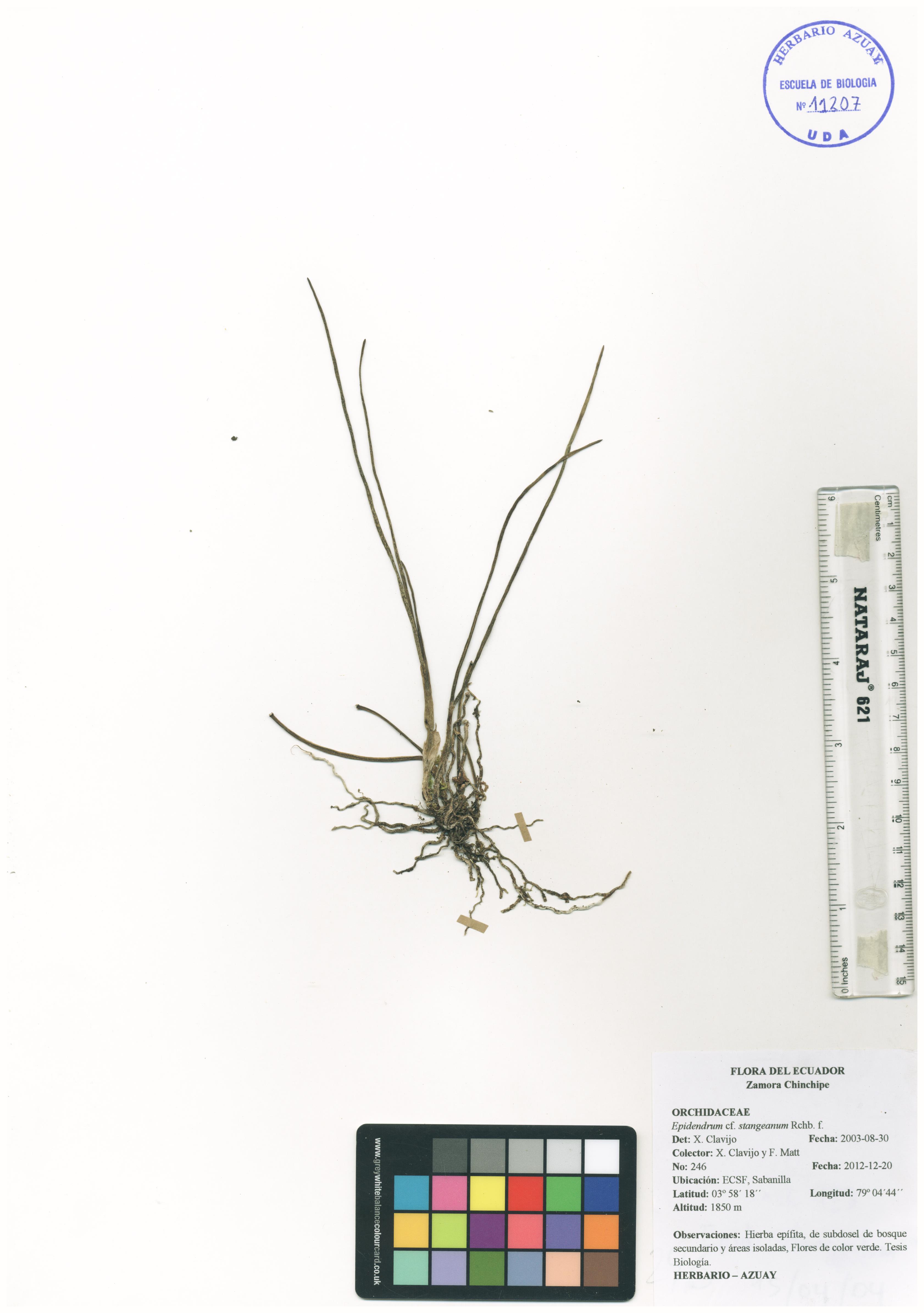 Epidendrum stangeanum Rchb. f.