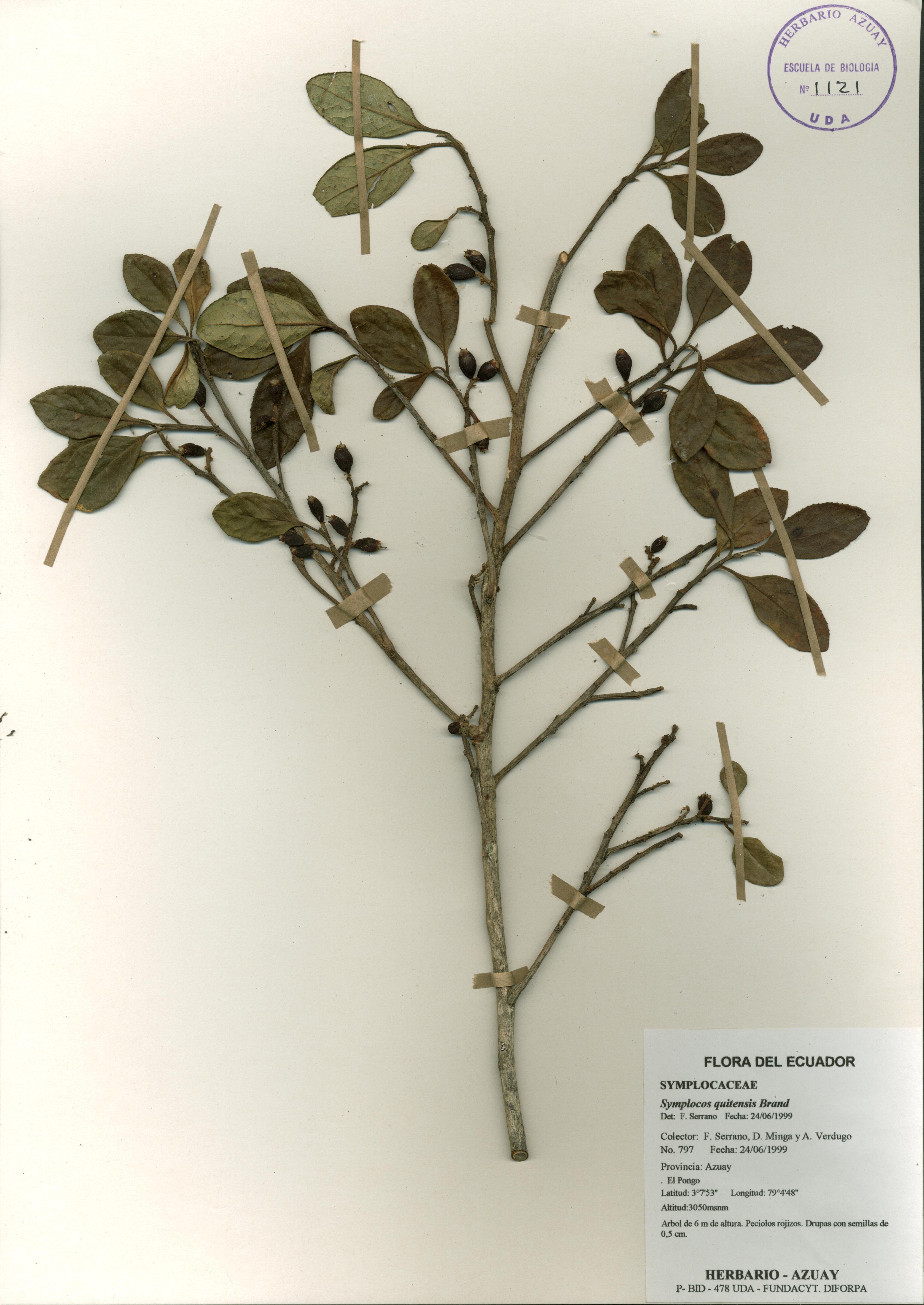 Symplocos quitensis Brand