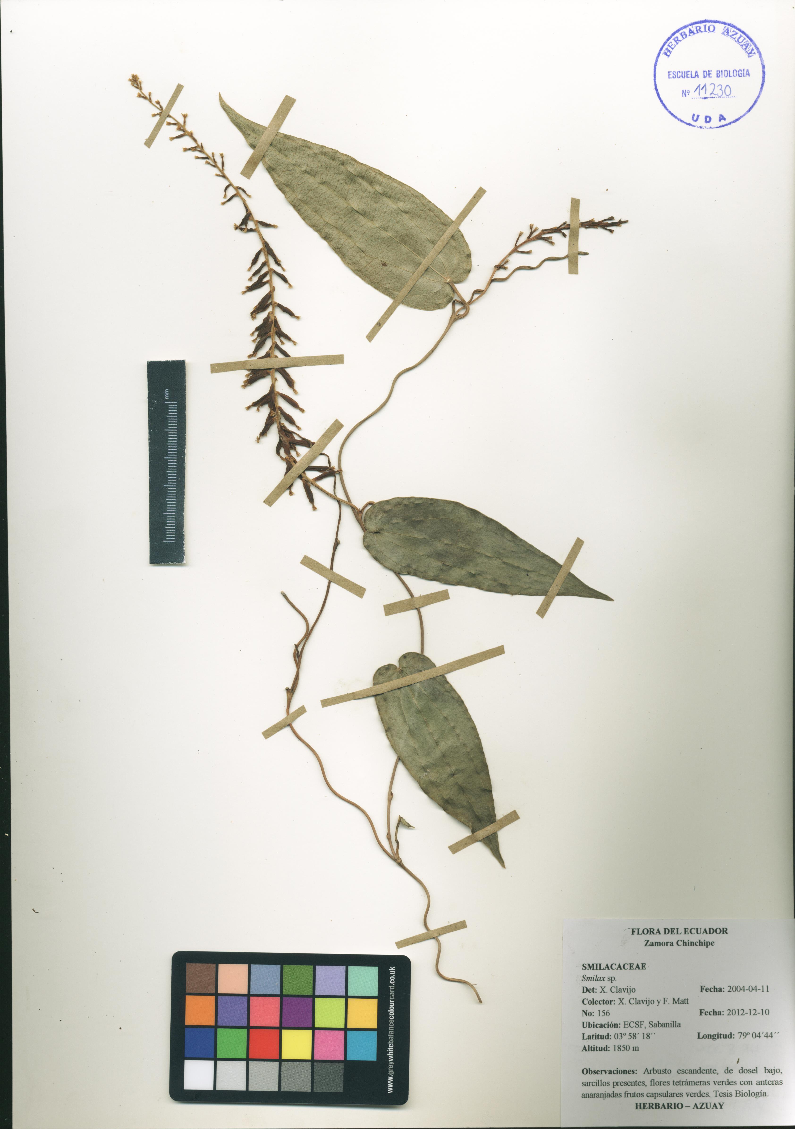 Dioscorea sin determinar sin determinar