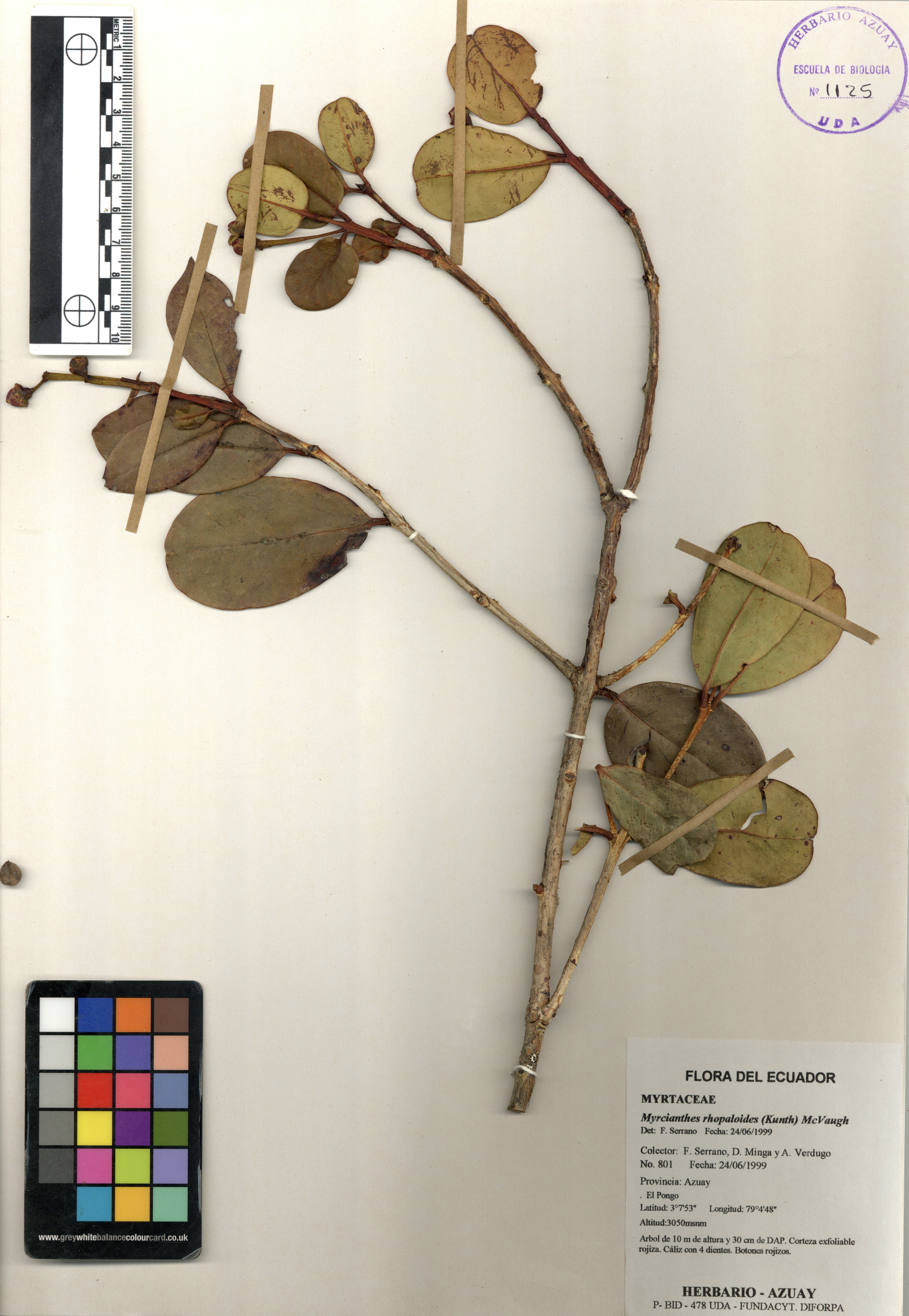 Myrcianthes rhopaloides (Kunth) McVaugh