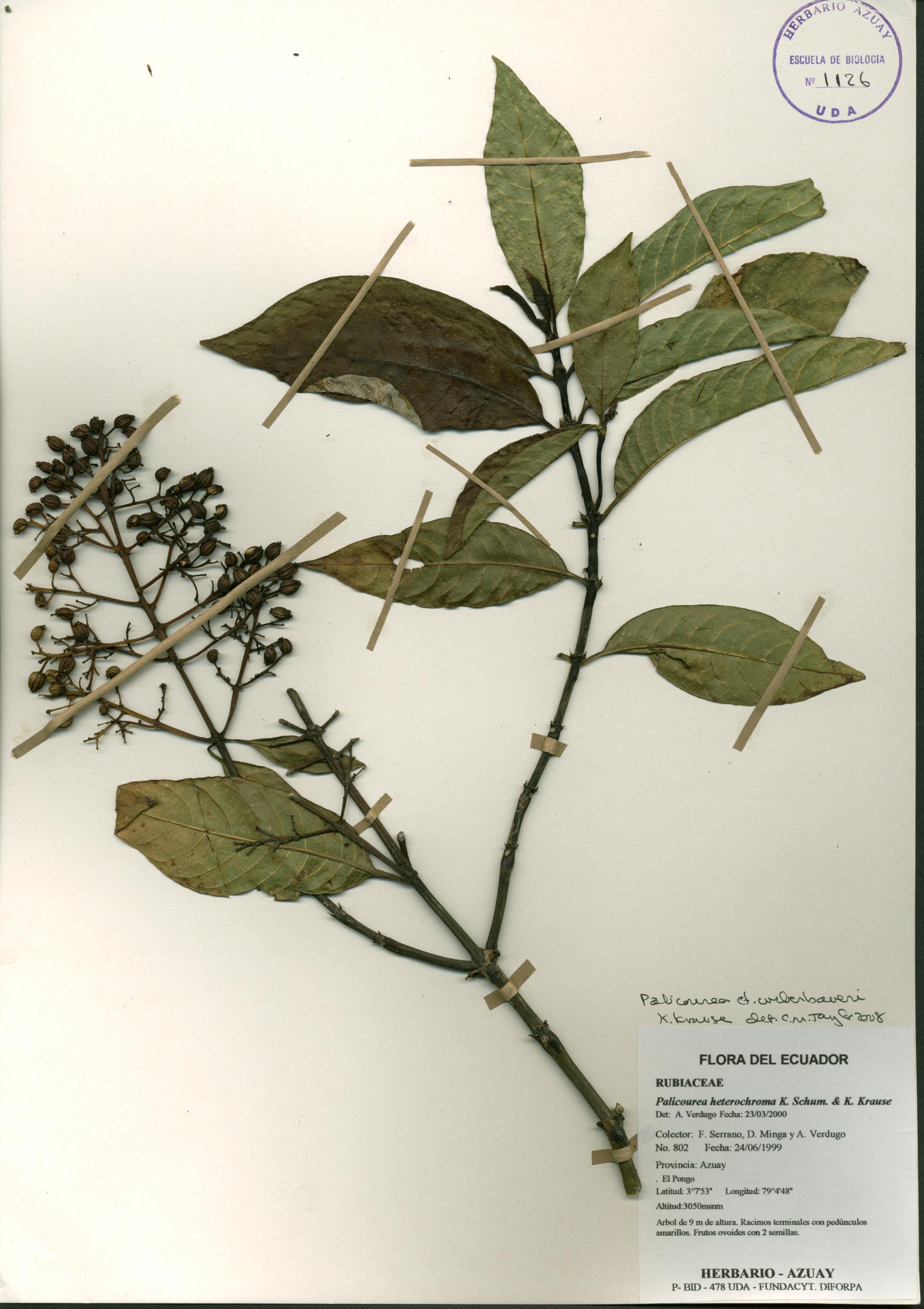 Palicourea weberbaueri K. Krause