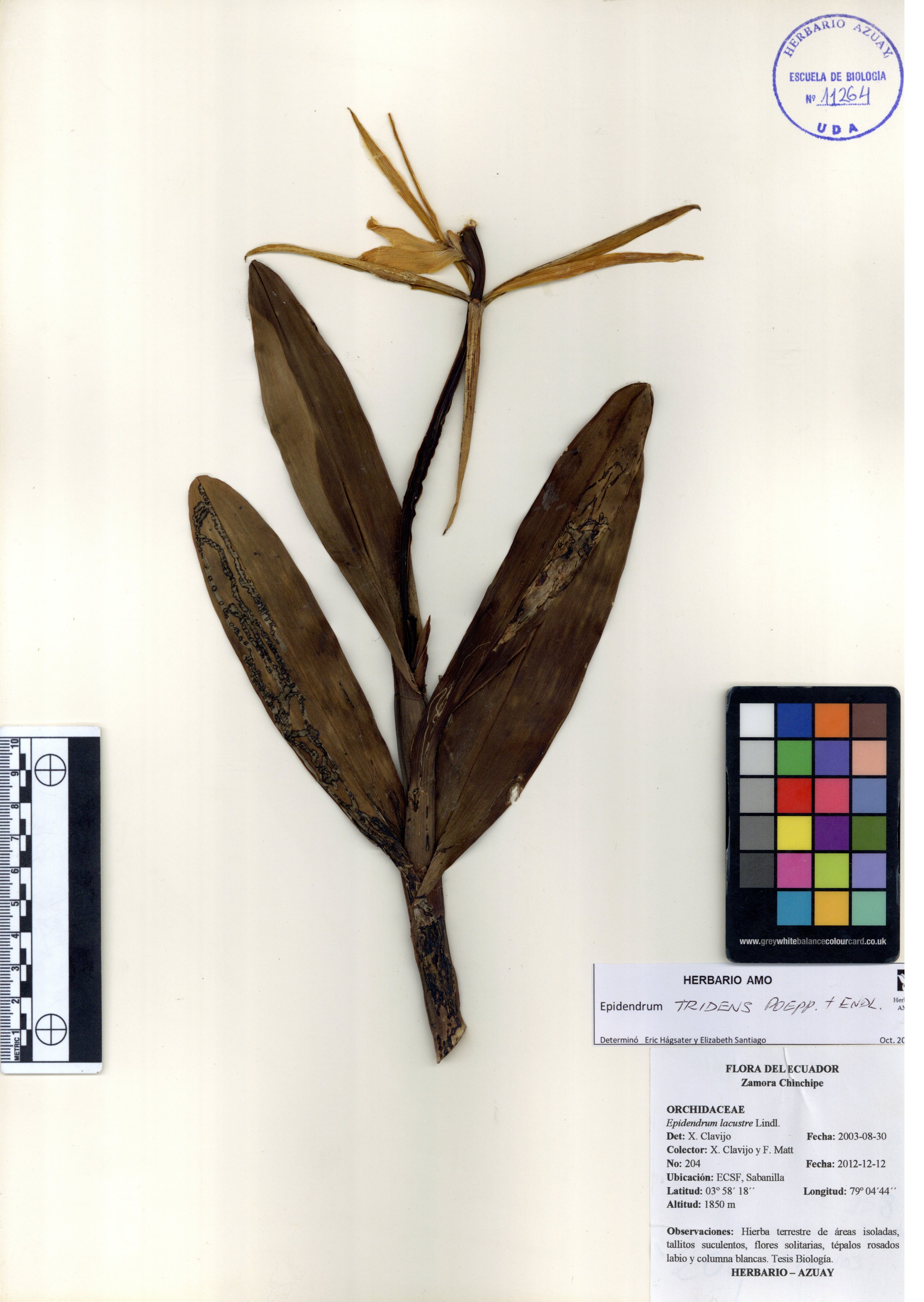 Epidendrum tridens Poepp. & Endl.