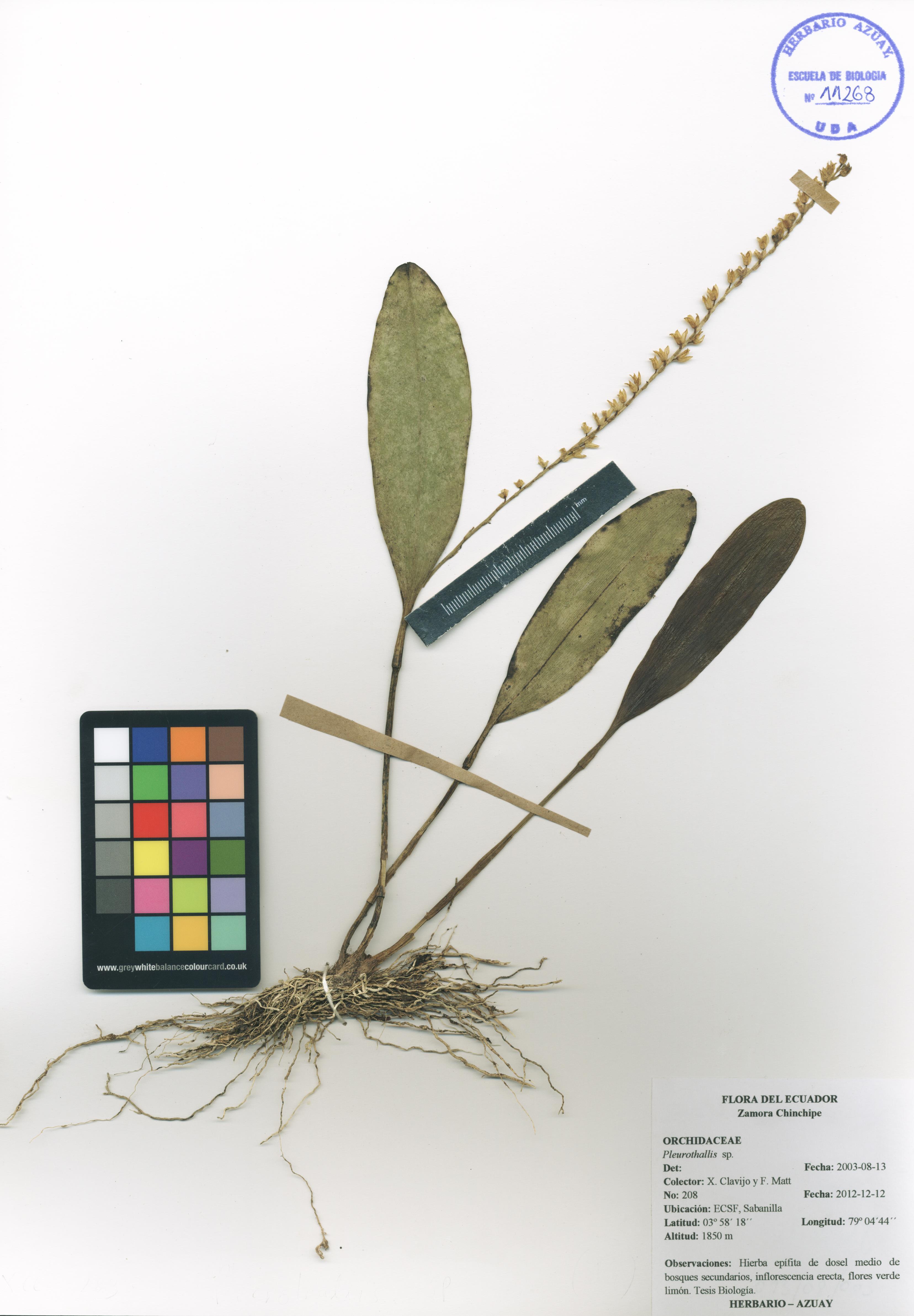 Pleurothallis sin determinar sin determinar