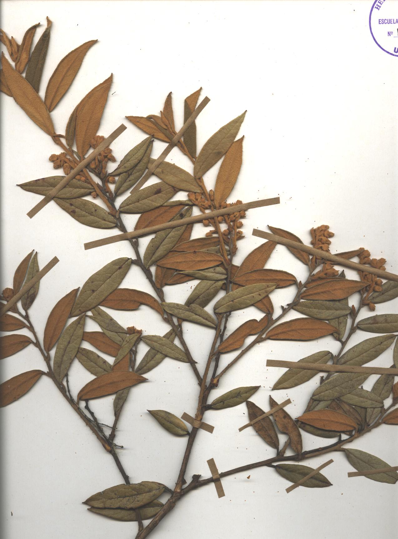 Gaultheria tomentosa Kunth