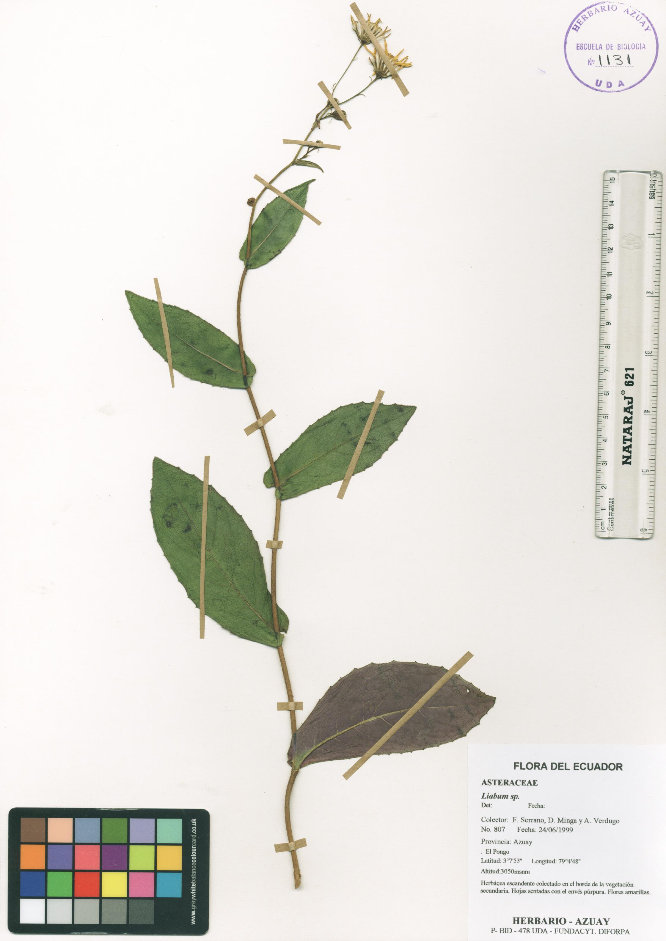 Dendrophorbium pericaule (Greenm.) B. Nord.