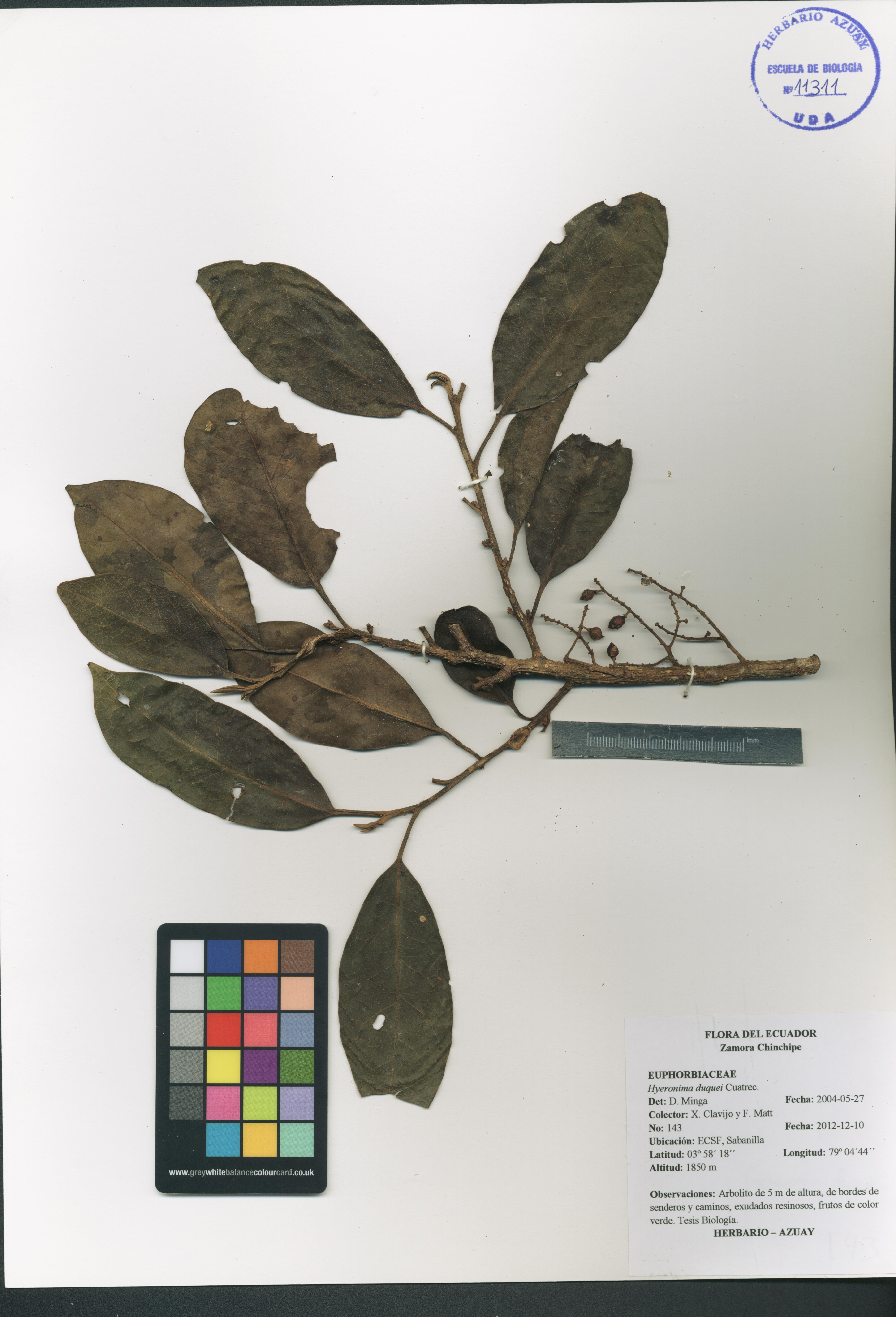 Hieronyma oblonga (Tul.) Müll. Arg.