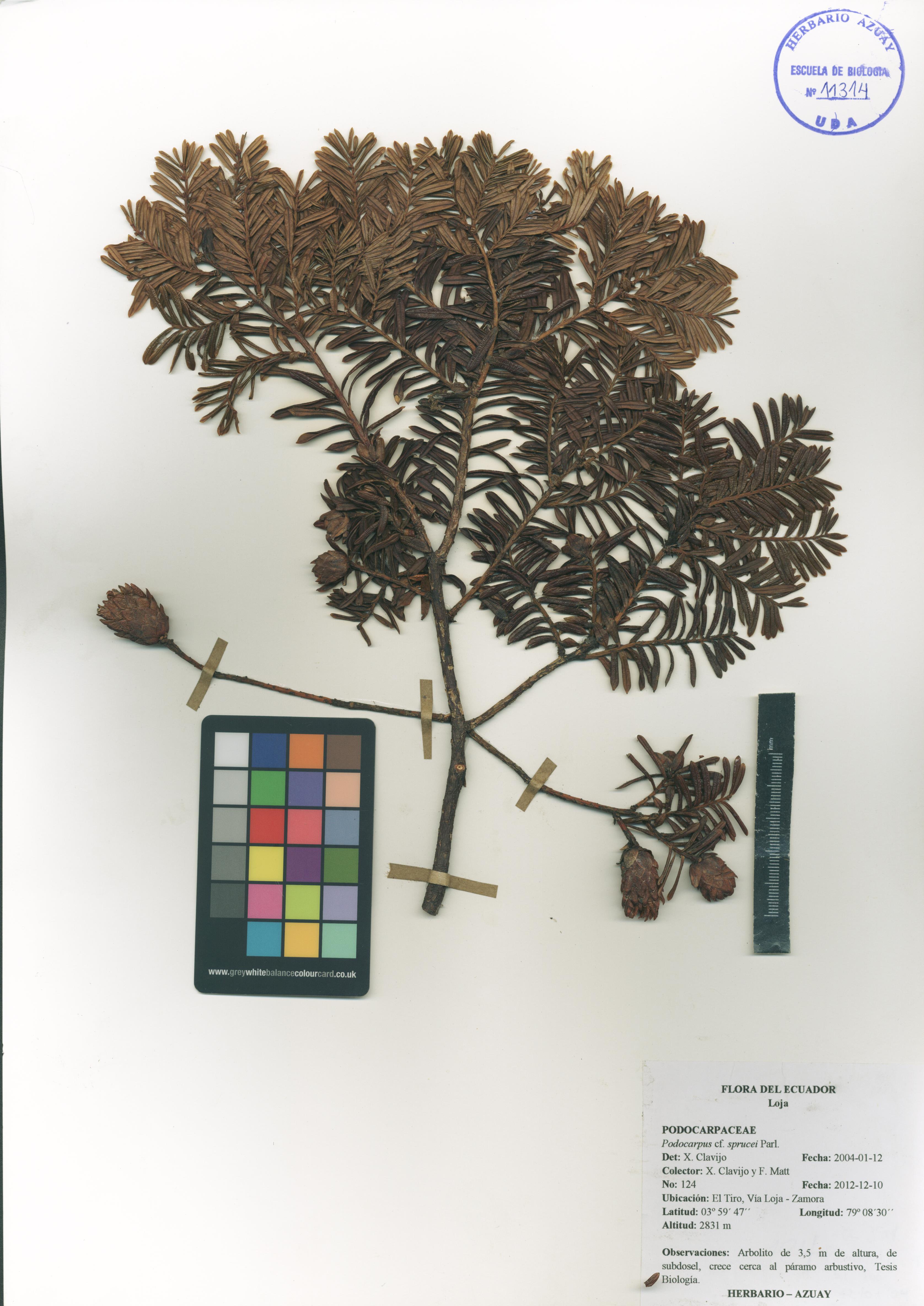 Podocarpus sprucei Parl.