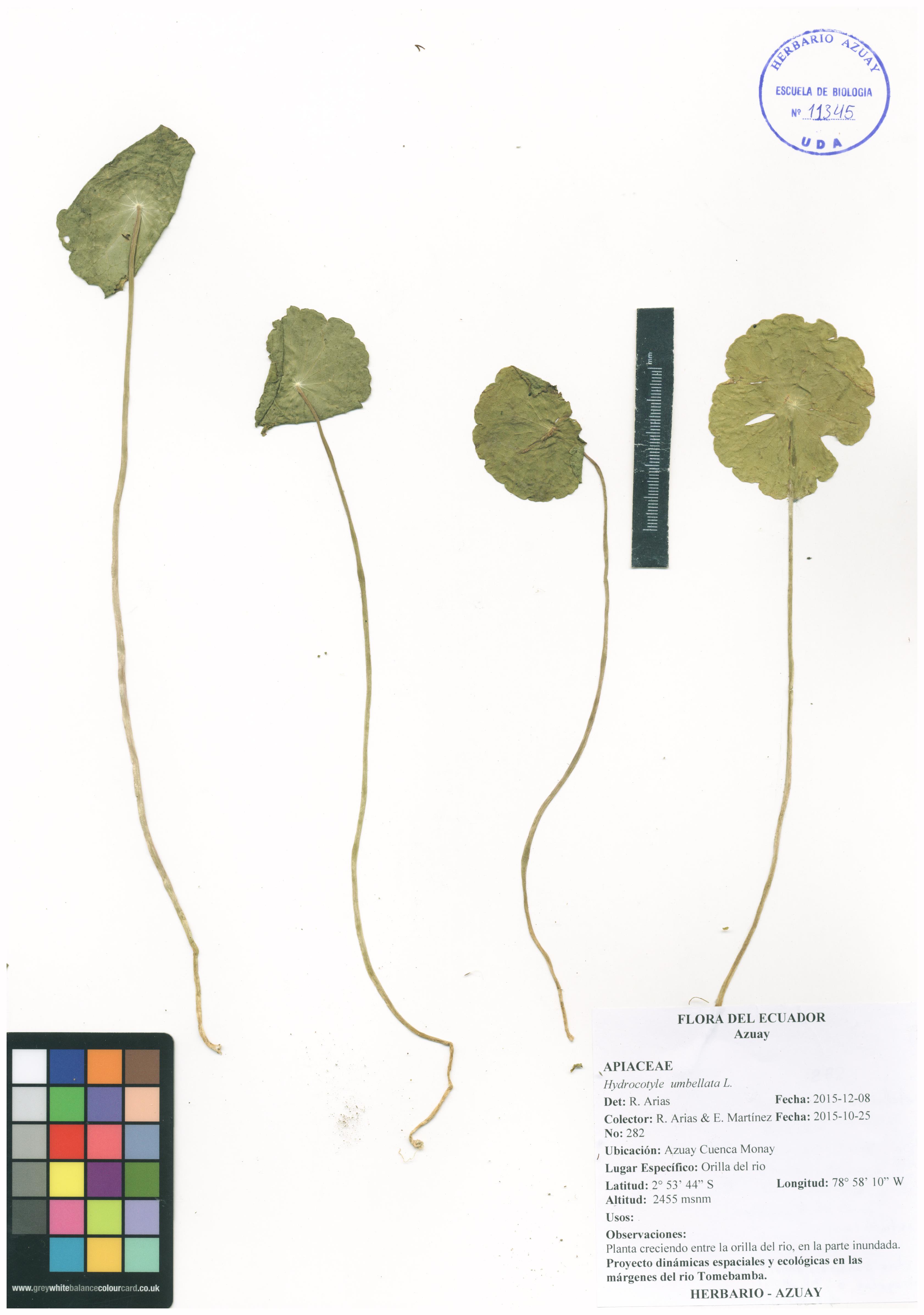 Hydrocotyle umbellata L.