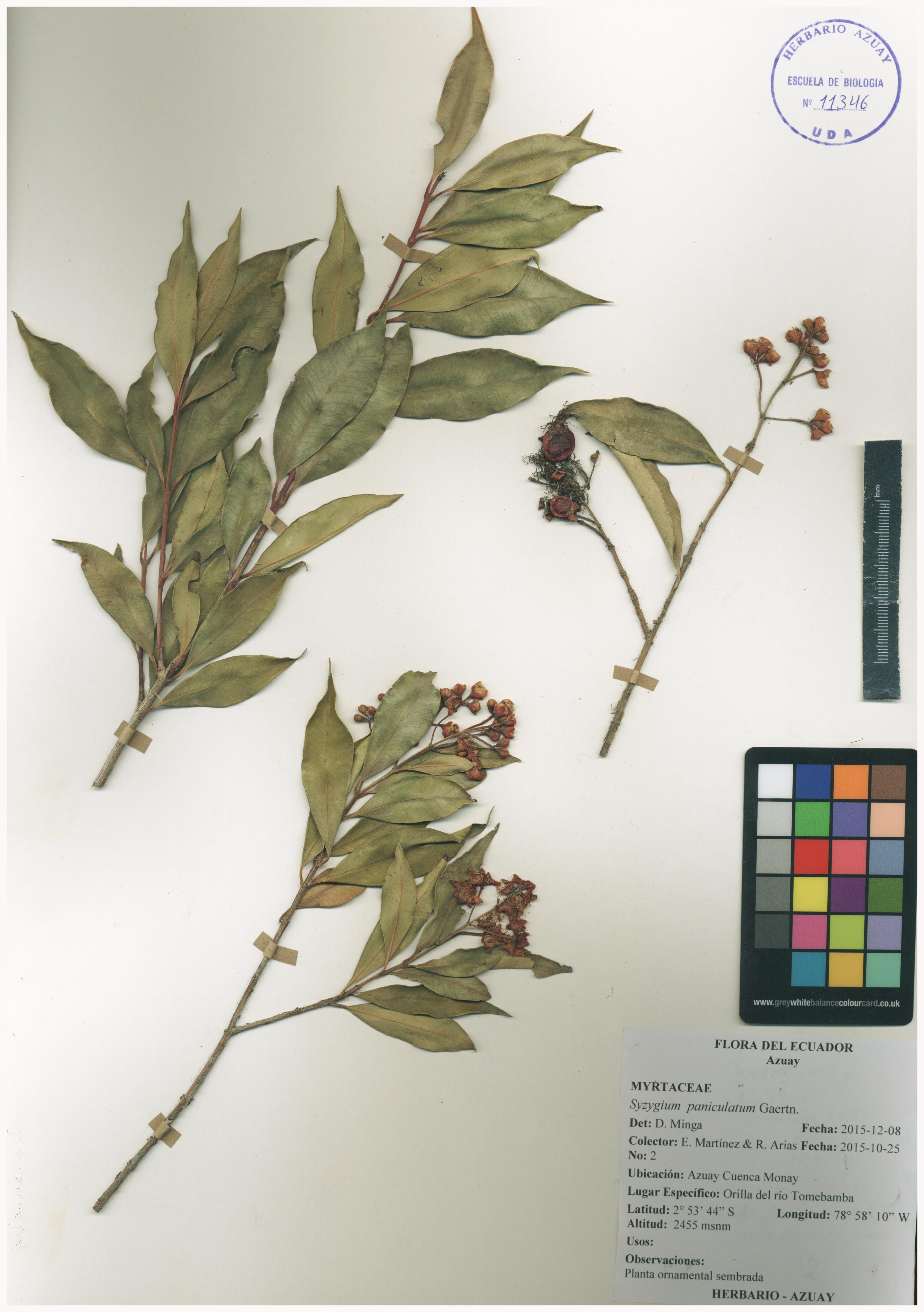 Syzygium paniculatum Gaertn.