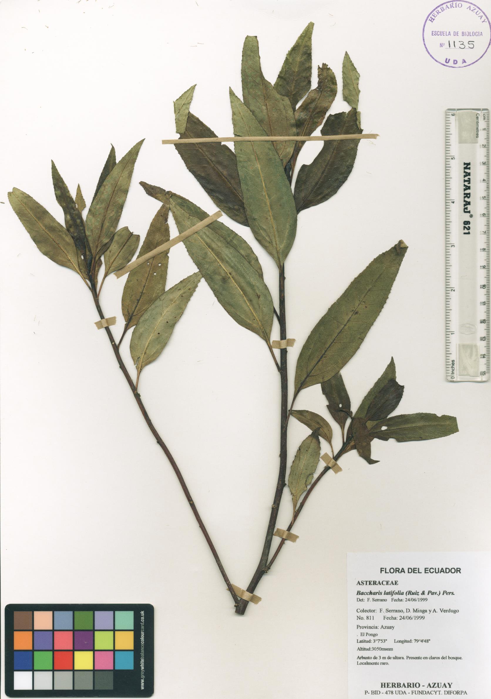 Baccharis latifolia (Ruiz & Pav.) Pers.