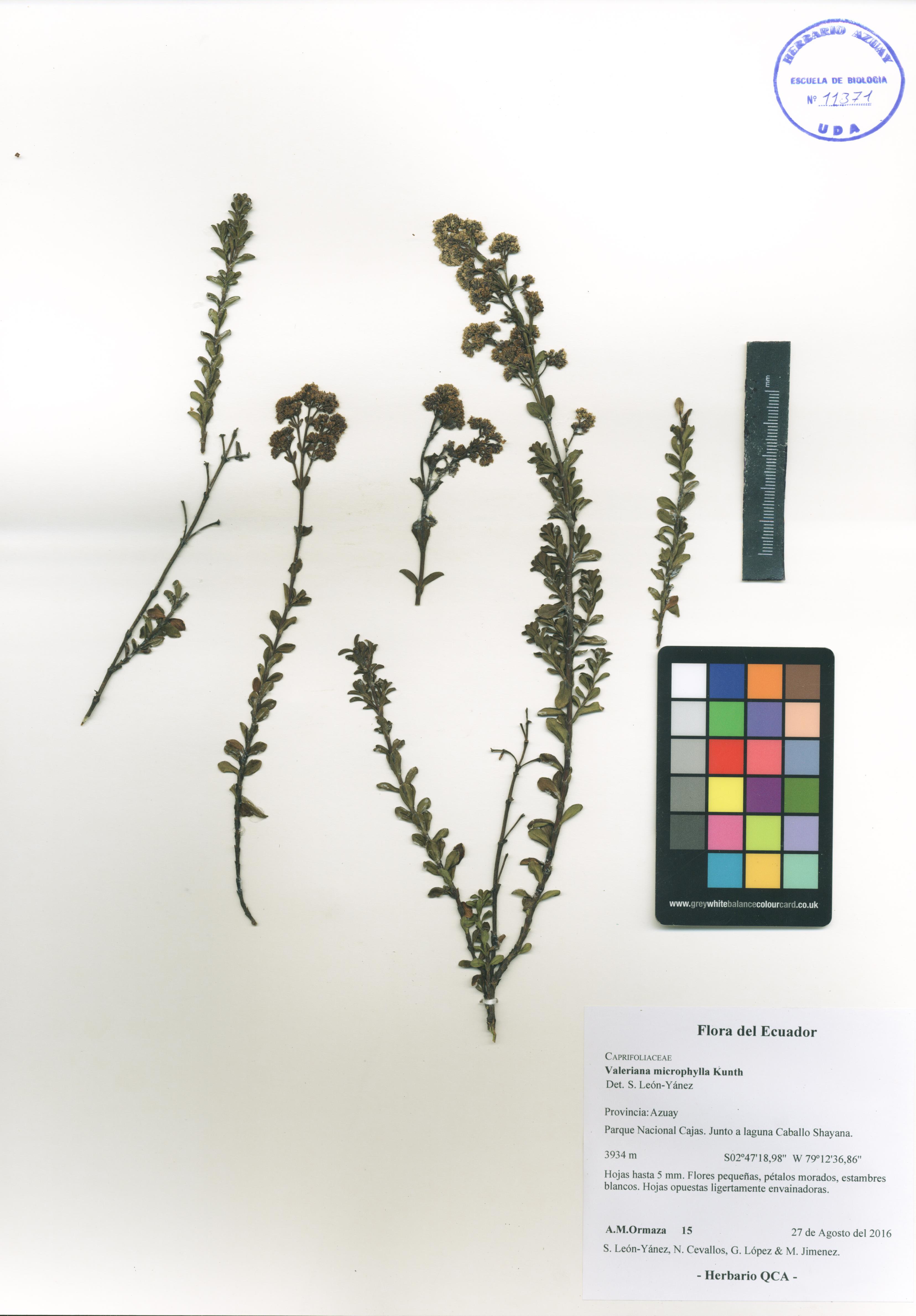 Valeriana microphylla Kunth