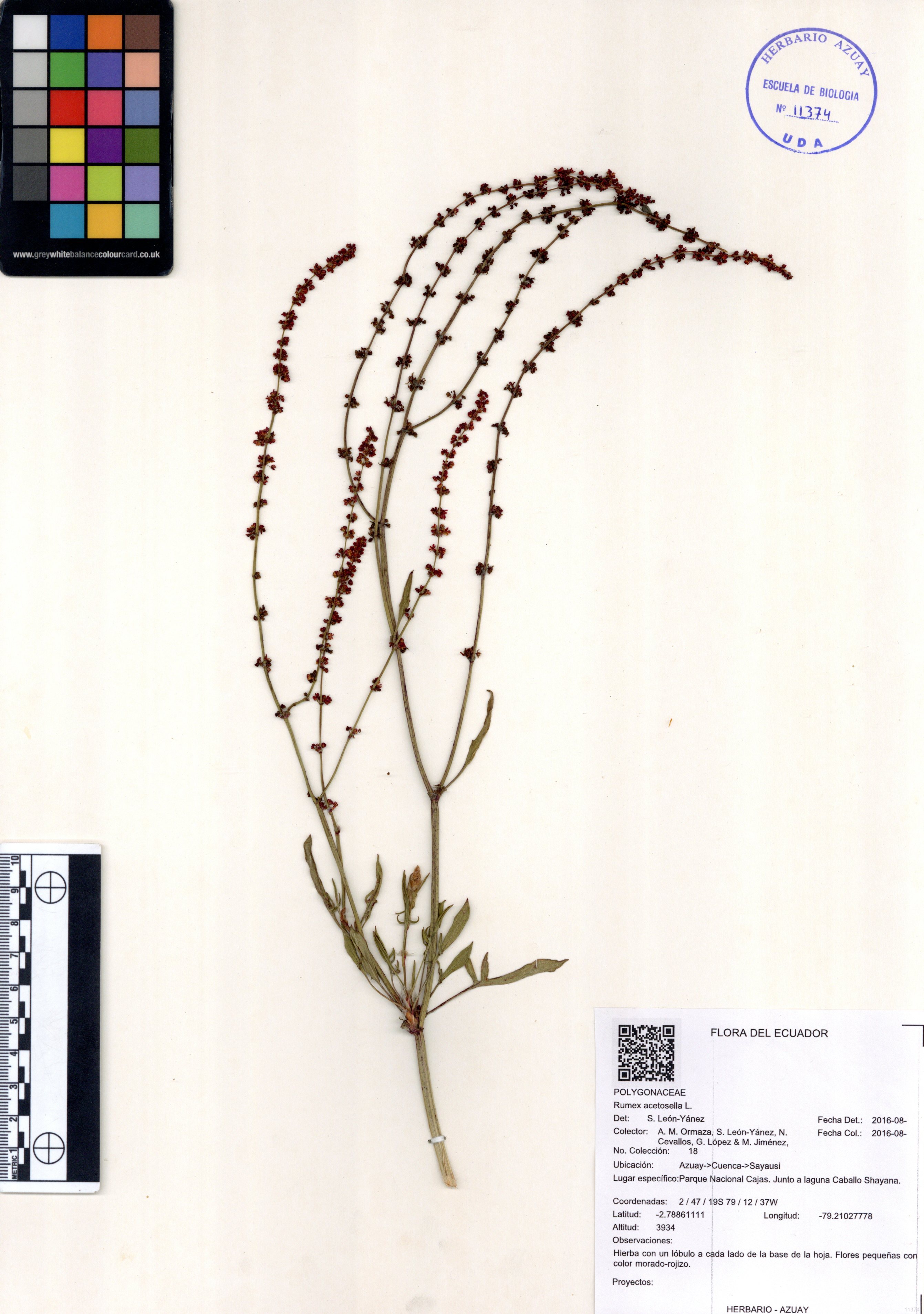 Rumex acetosella L.