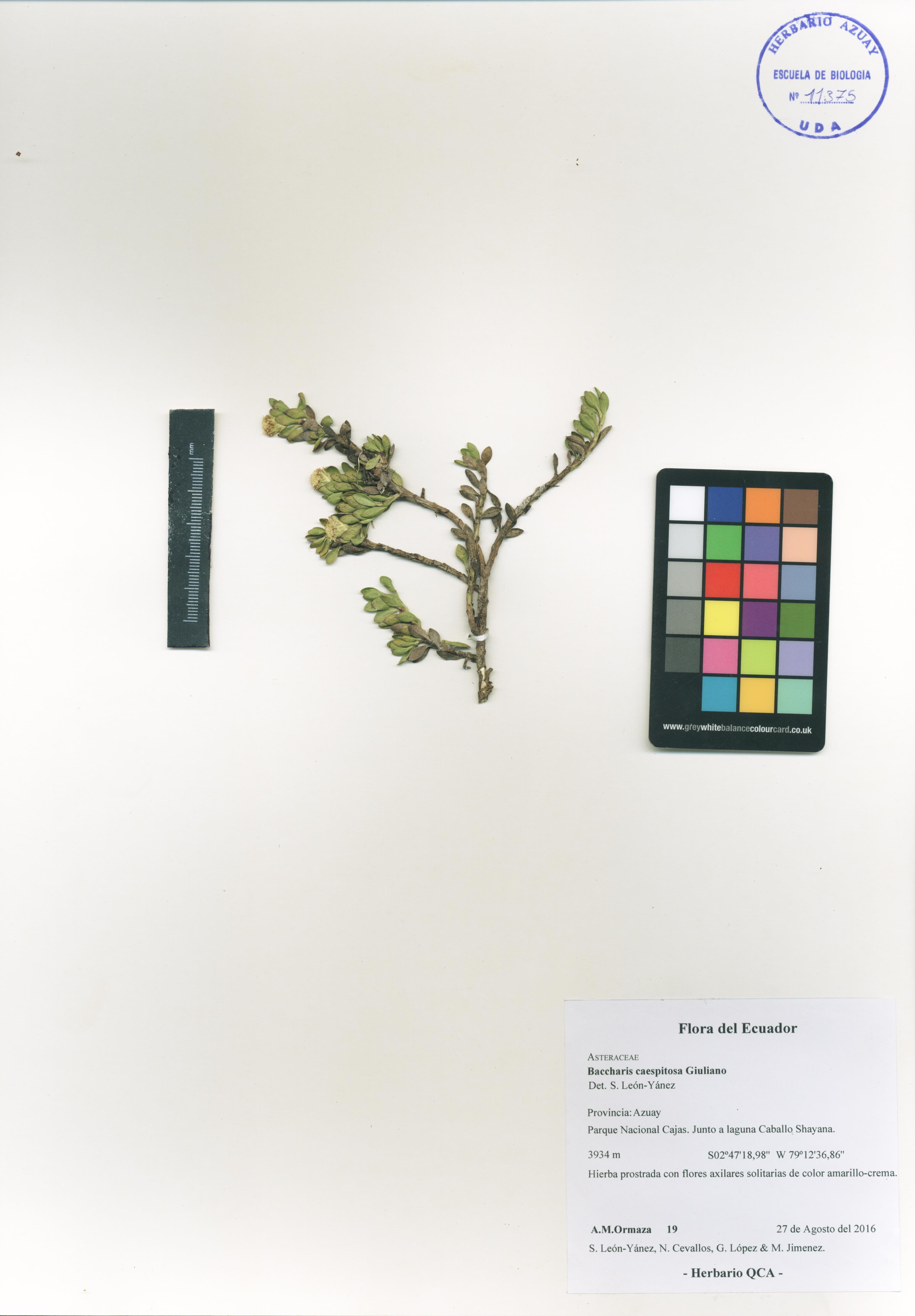Baccharis caespitosa (Ruiz & Pav.) Pers.